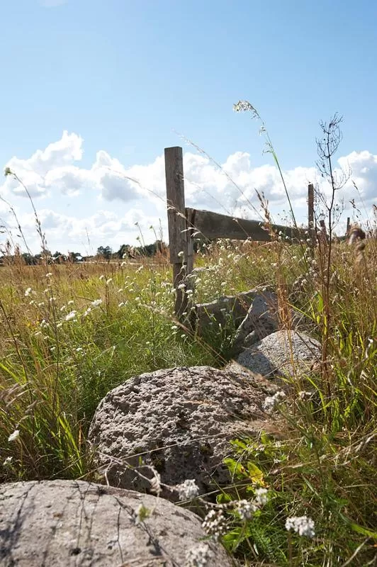 Natural landscape in Tryde 1303 B&B på Österlen