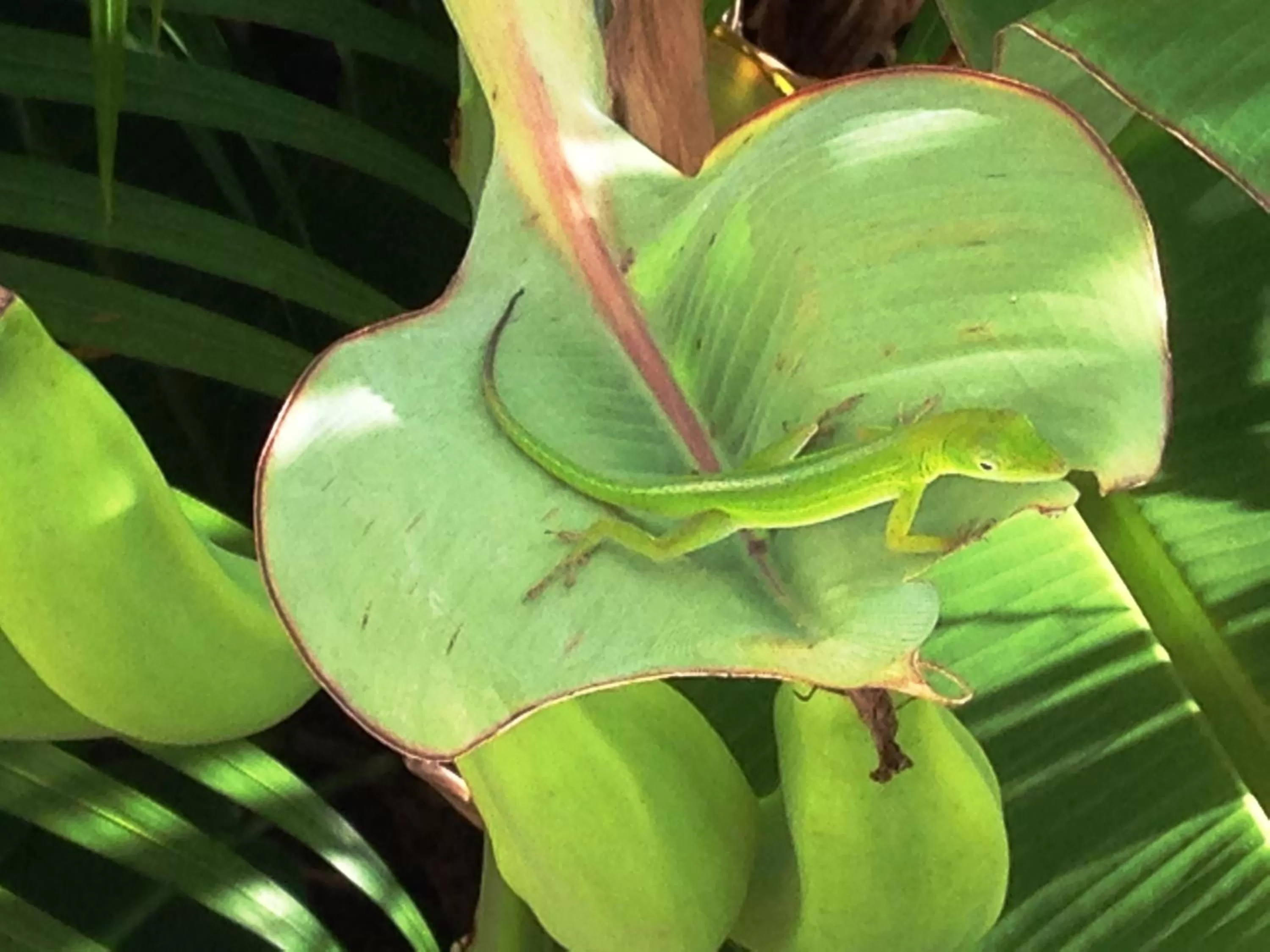 Animals, Other Animals in Casa Lily & Coco