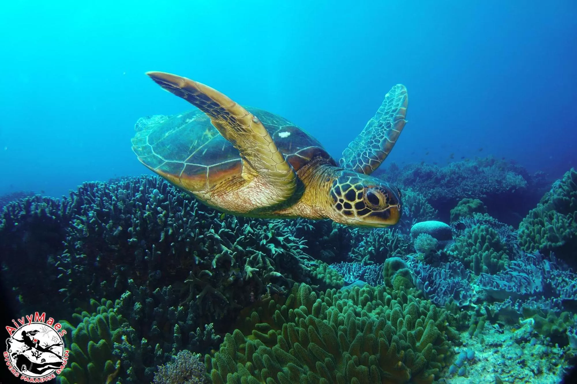 Snorkeling in AivyMaes Divers Resort