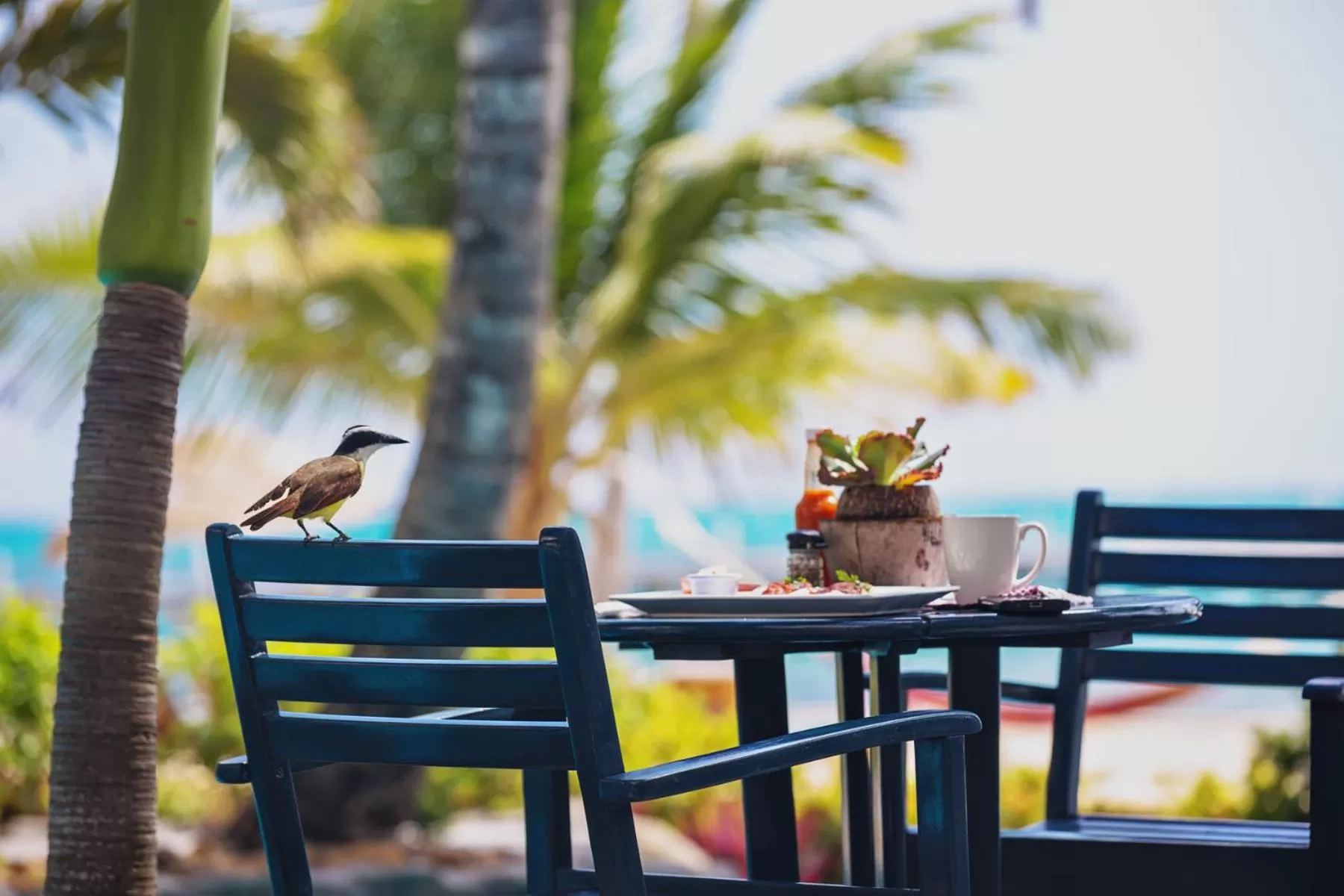 Animals in Pelican Reef Villas Resort