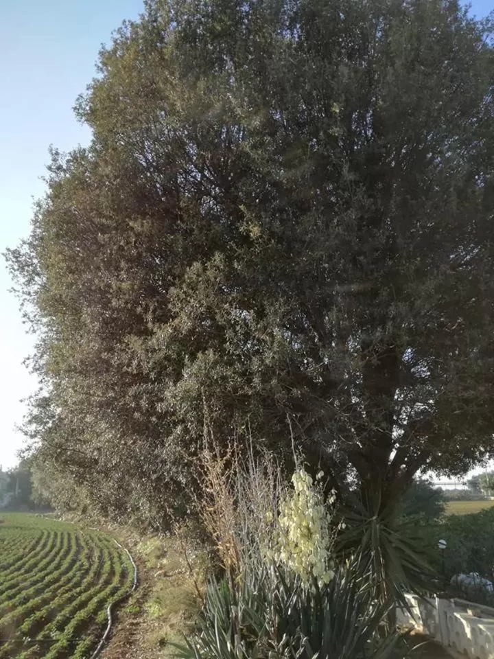 Le Dimore Del Sarto Polignano a mare