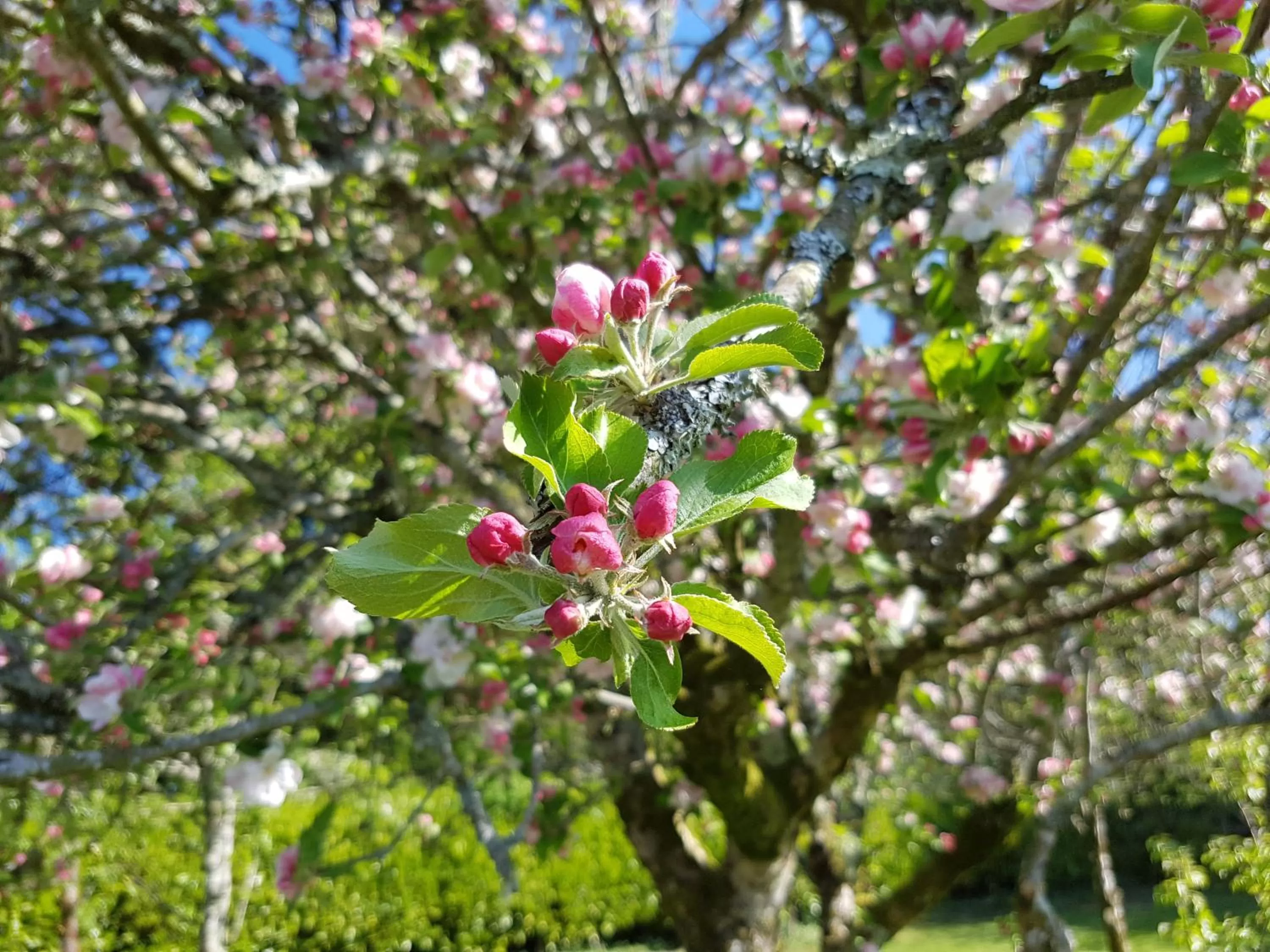 View (from property/room) in Great Trethew Hotel - Self Catering Lodges - Bar & Restaurant