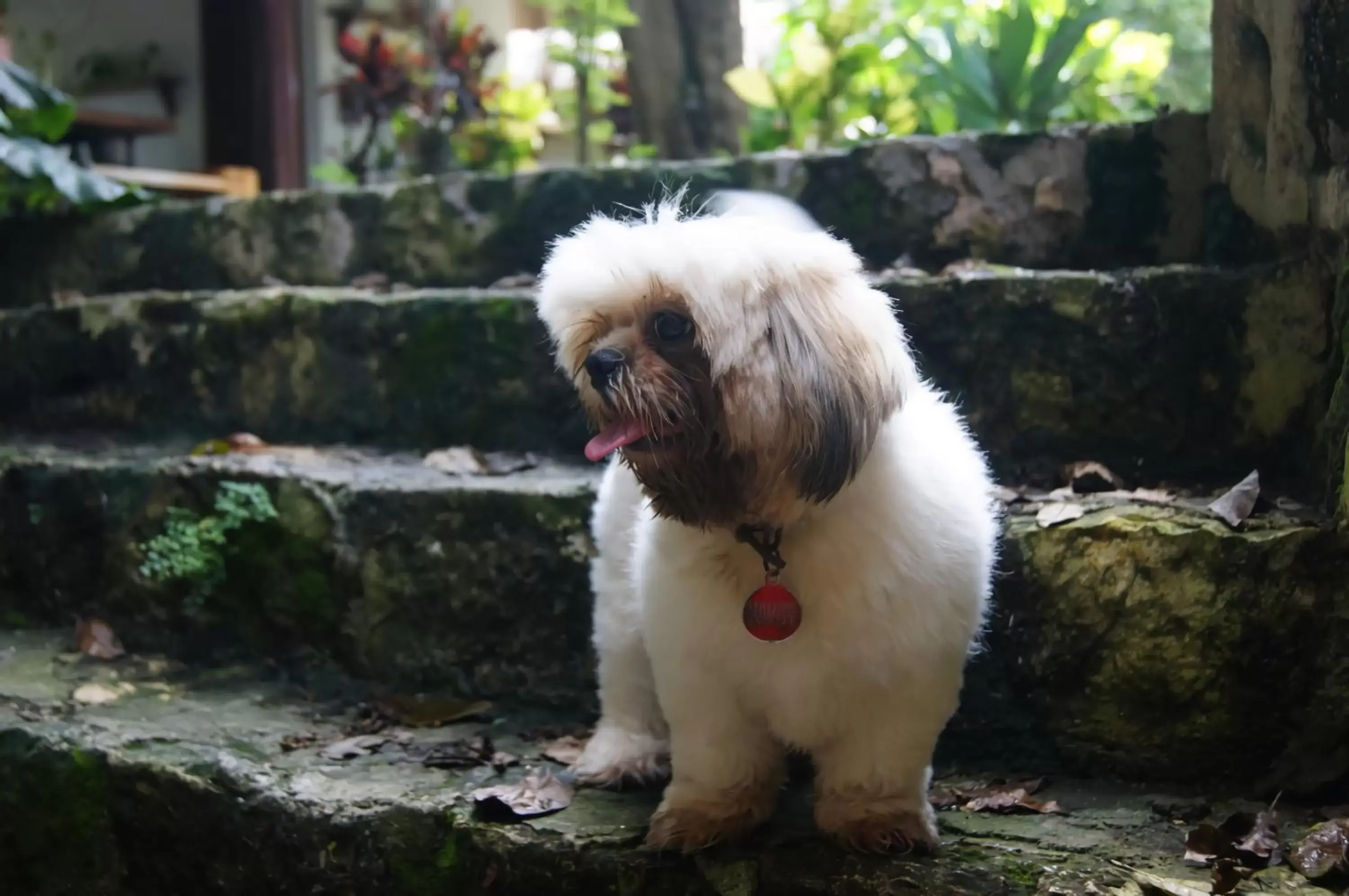 Pets in Hotel Pancho Villas Bacalar Vista a Laguna