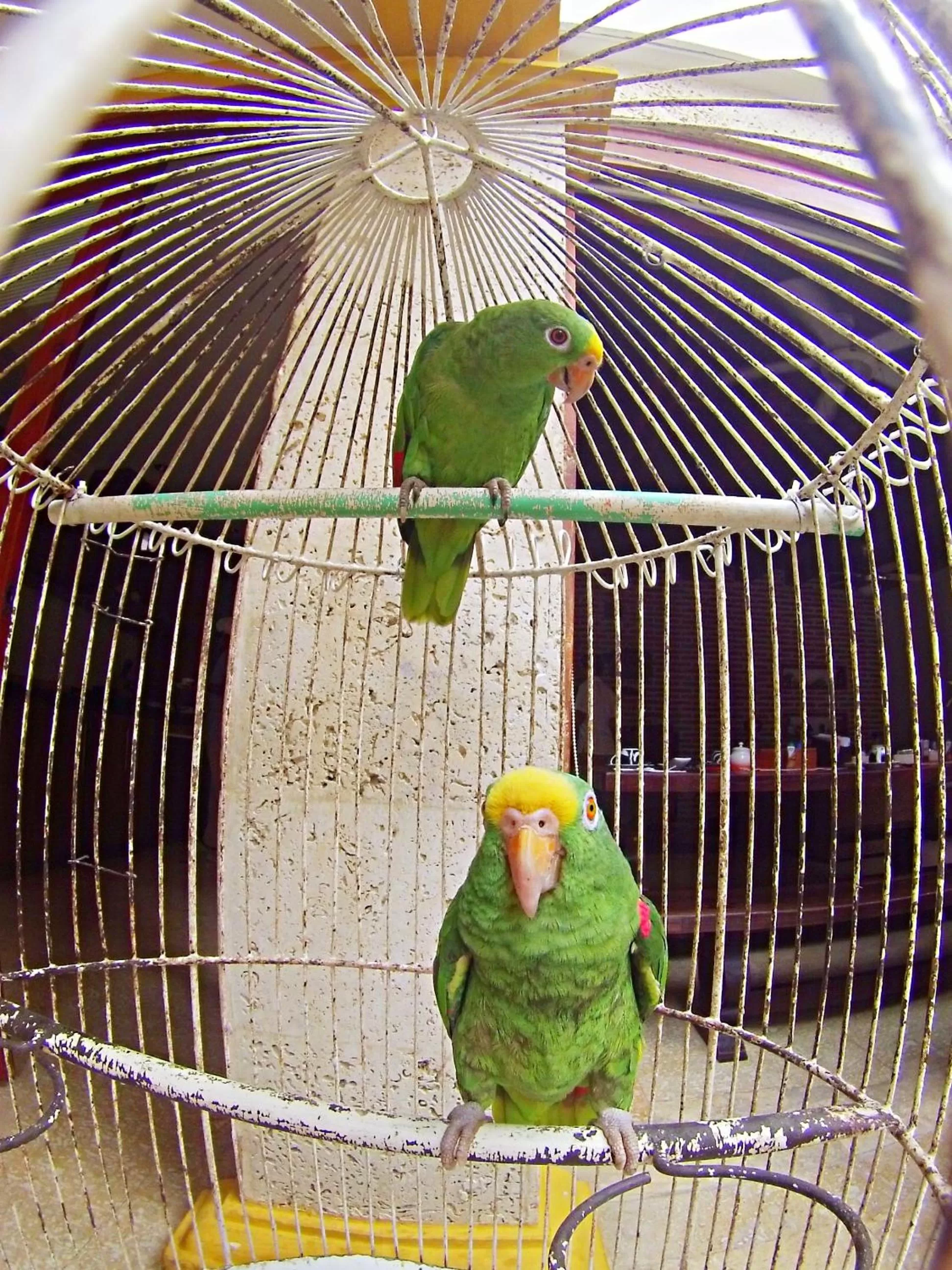 Natural landscape, Other Animals in Hotel Casa Gloria Boutique