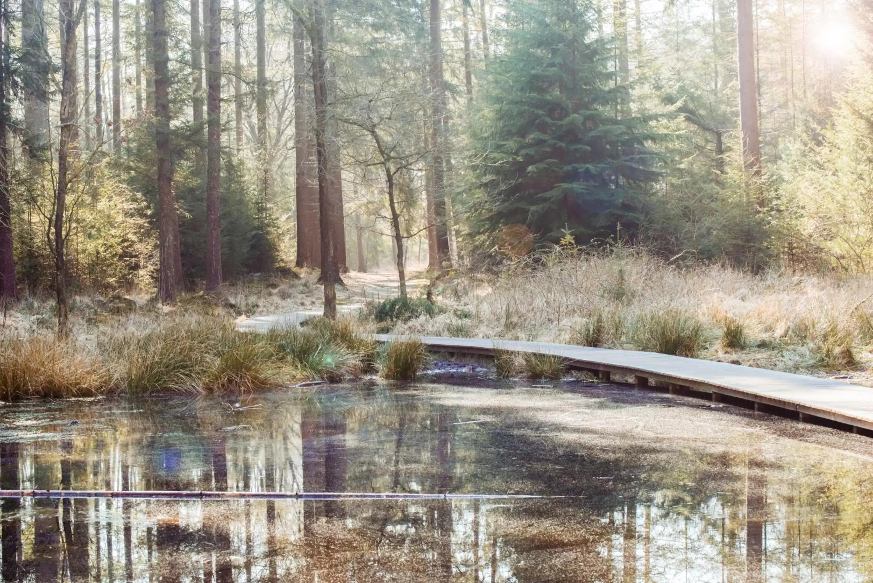 Natural landscape, Swimming Pool in BnB It Hazzeleger Beetsterzwaag