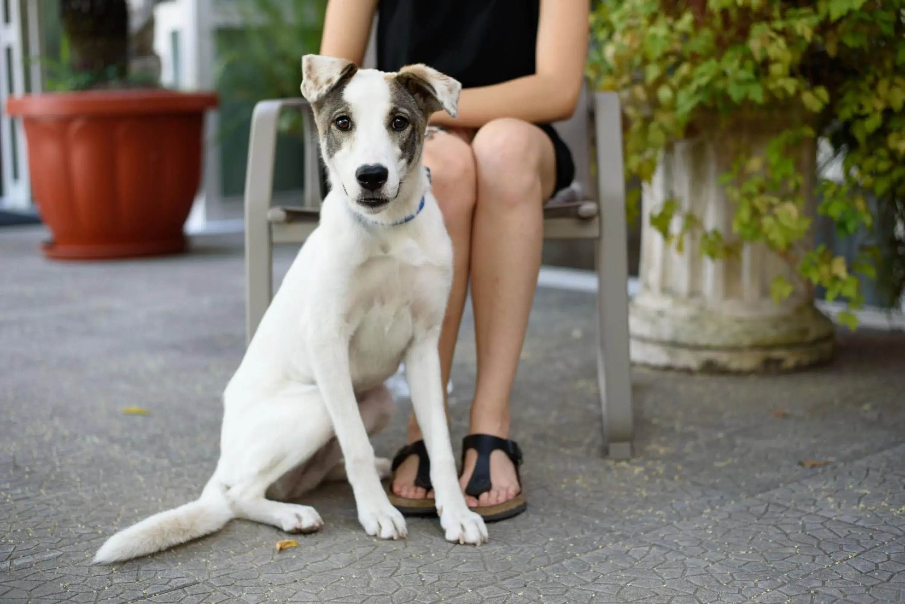 Animals, Pets in Hotel Calypso