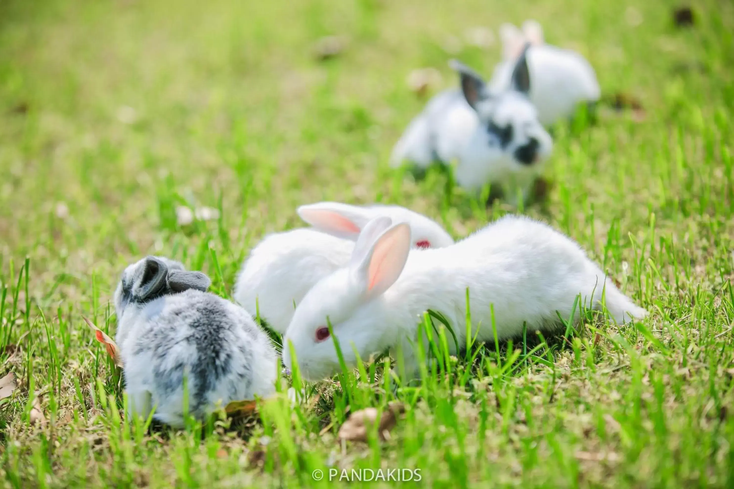 Garden, Pets in Kempinski Hotel Suzhou