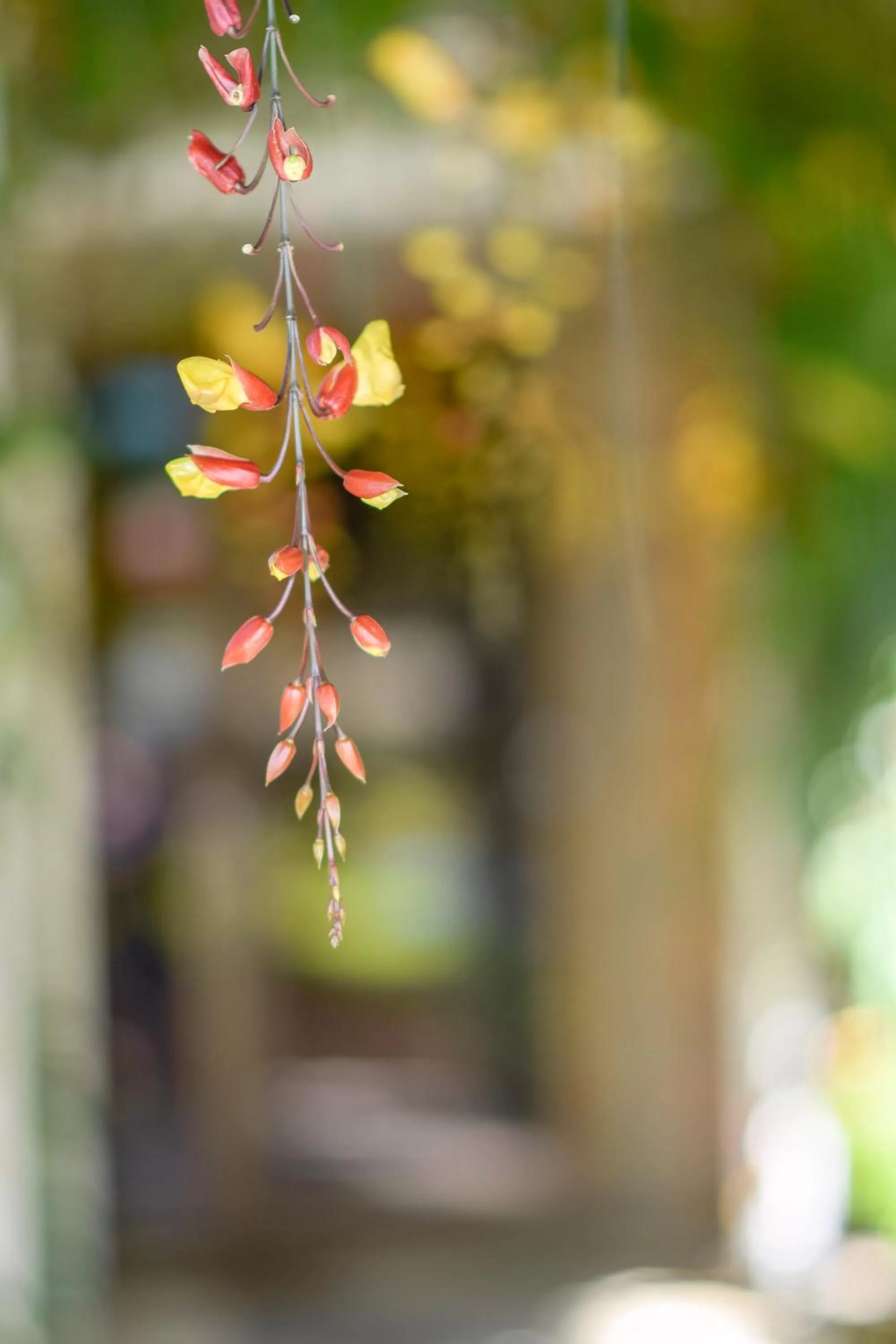 Garden in La Riviera Hotel