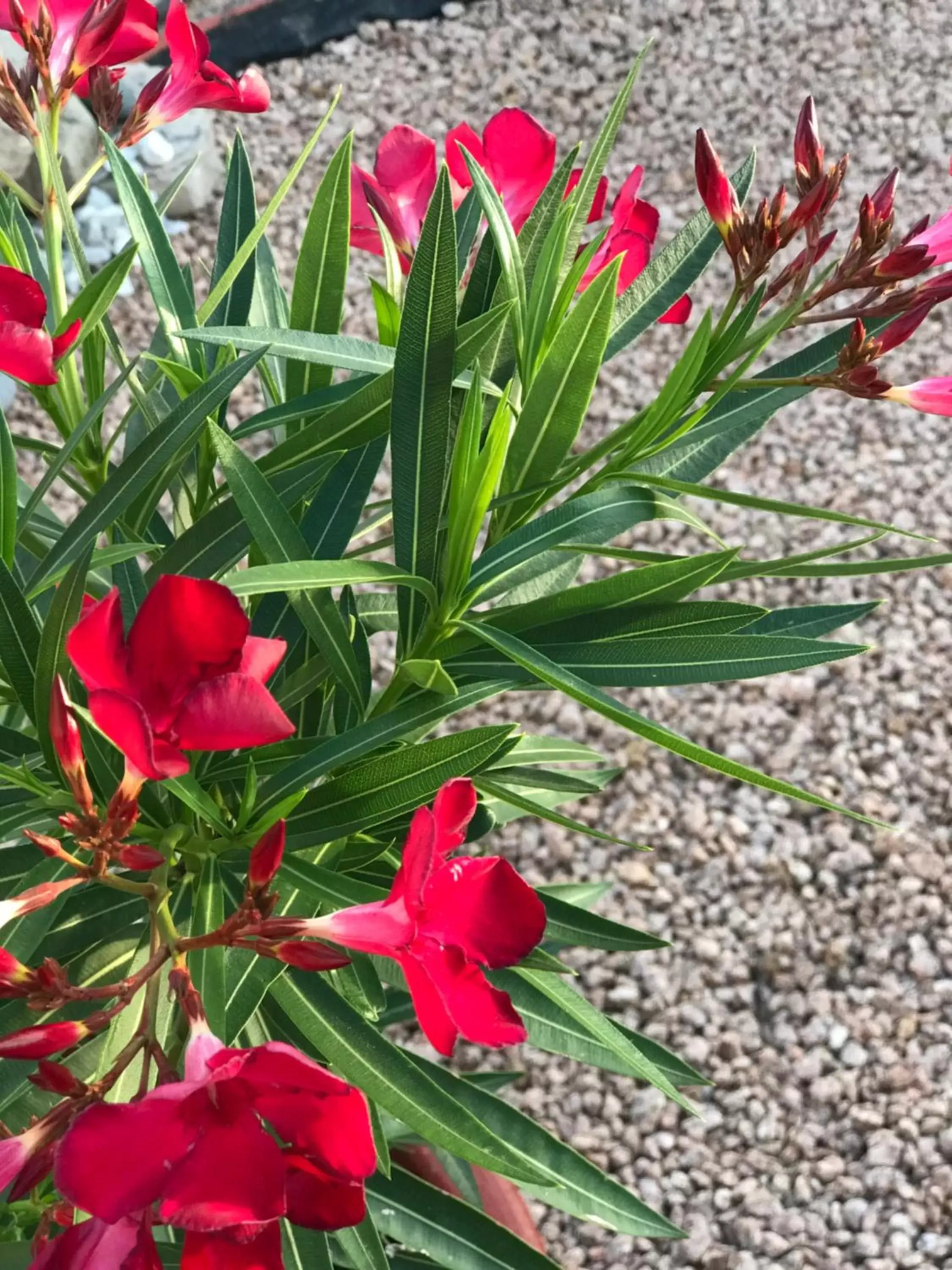 Garden in Regency Inn