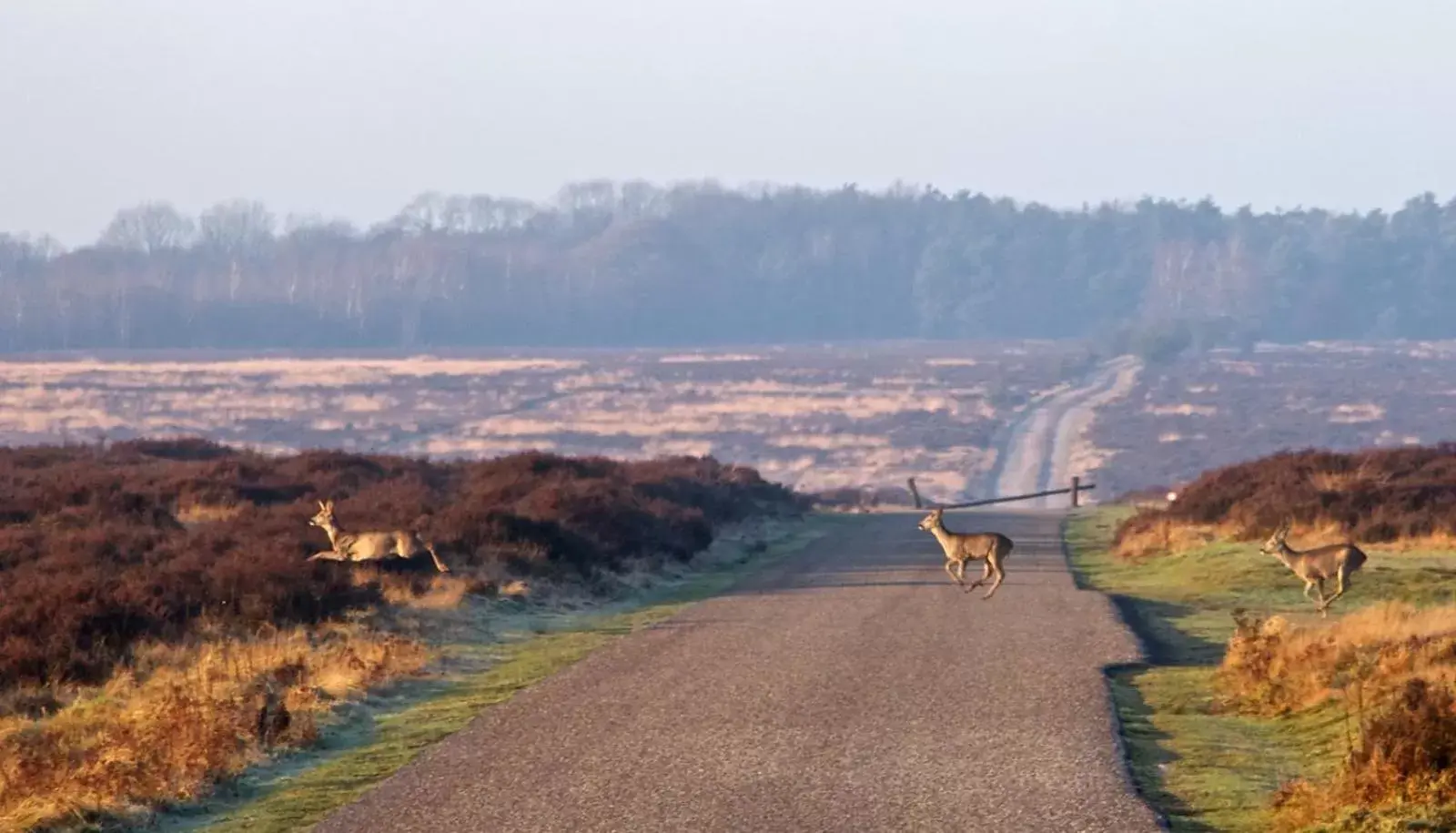 Area and facilities, Beach in Postillion Amersfoort Veluwemeer