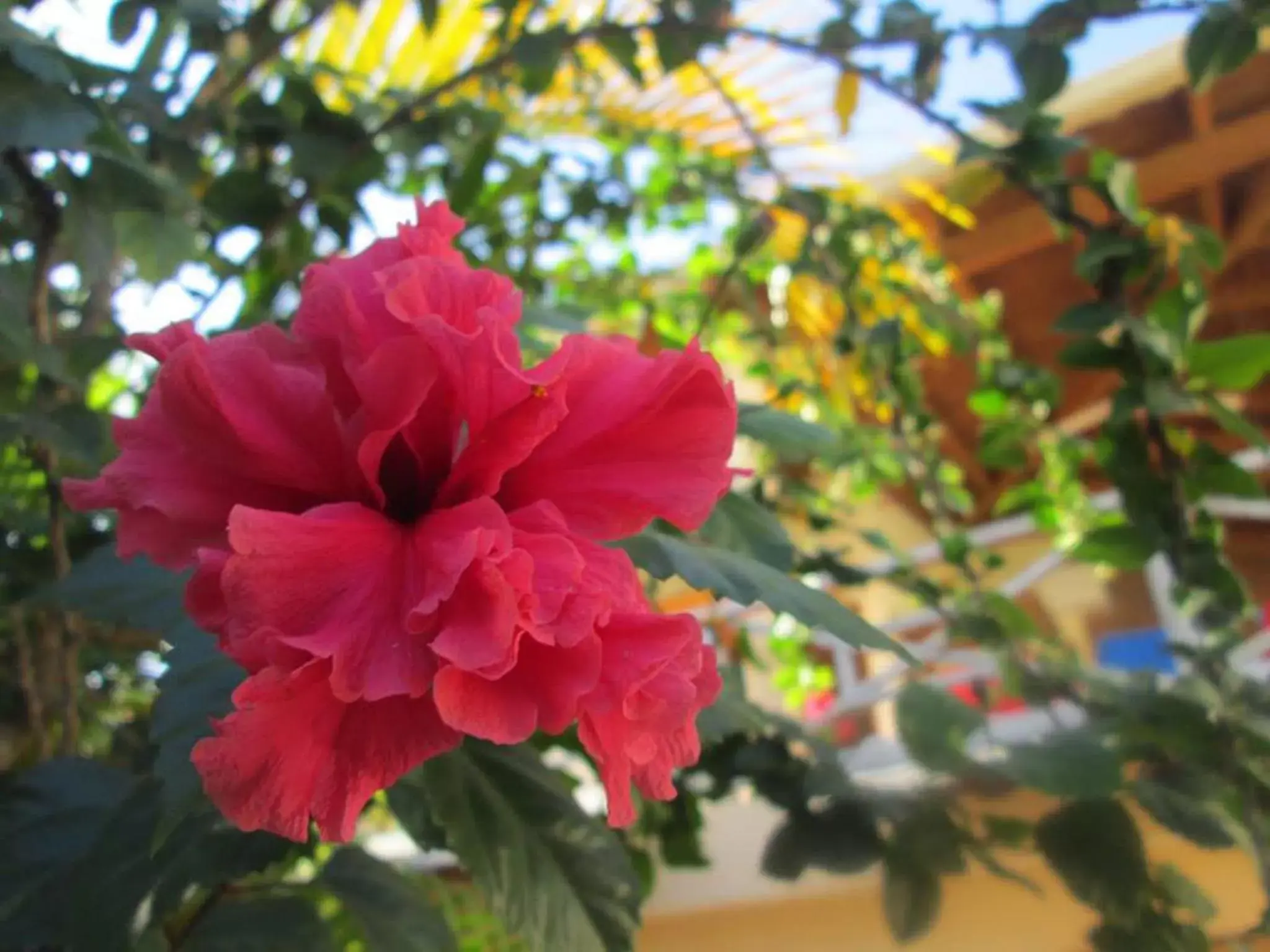 Garden view, Garden in House Jardin Del Caribe