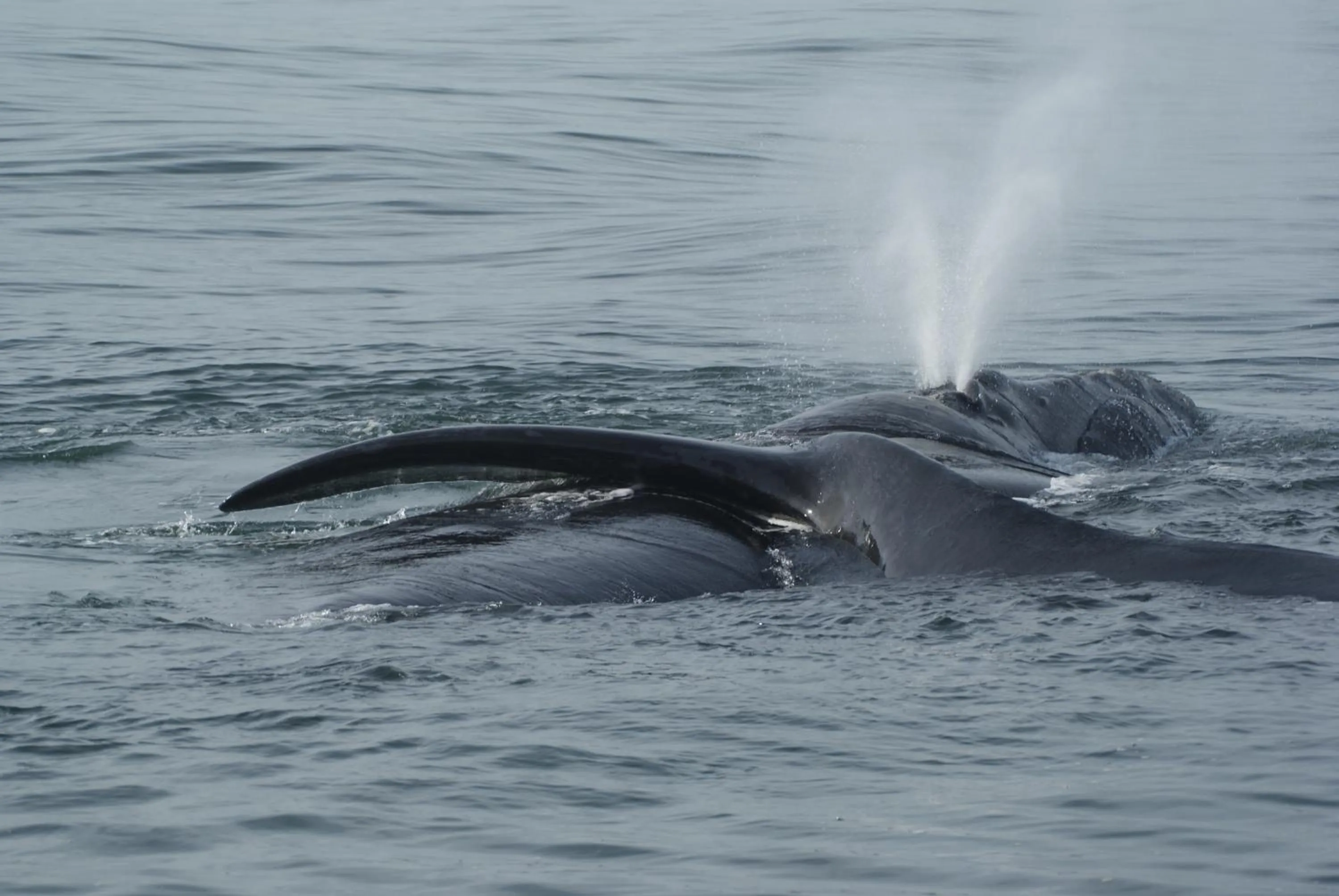 View (from property/room) in Whale Rock Luxury Lodge
