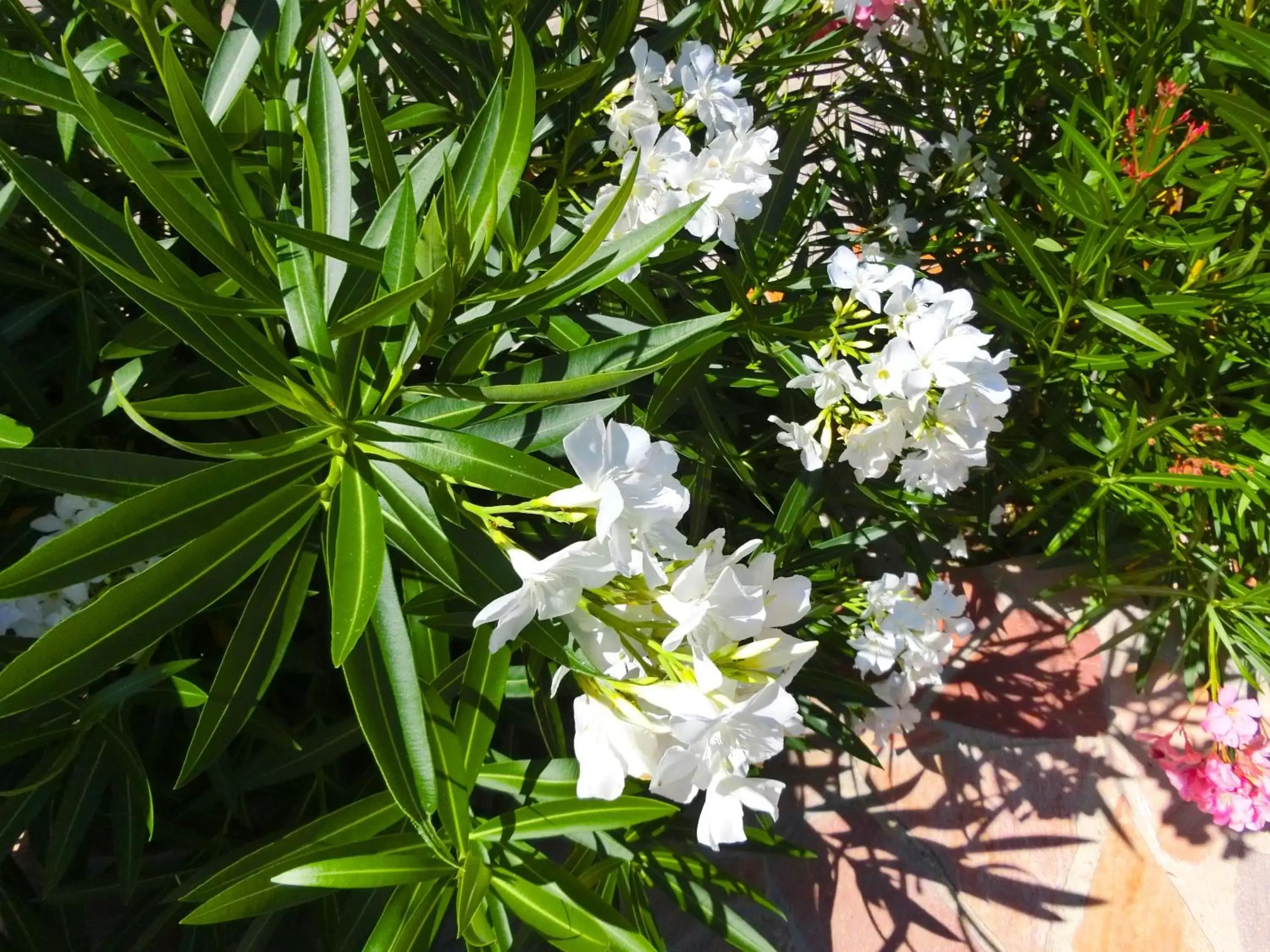 Garden in Lone Star House