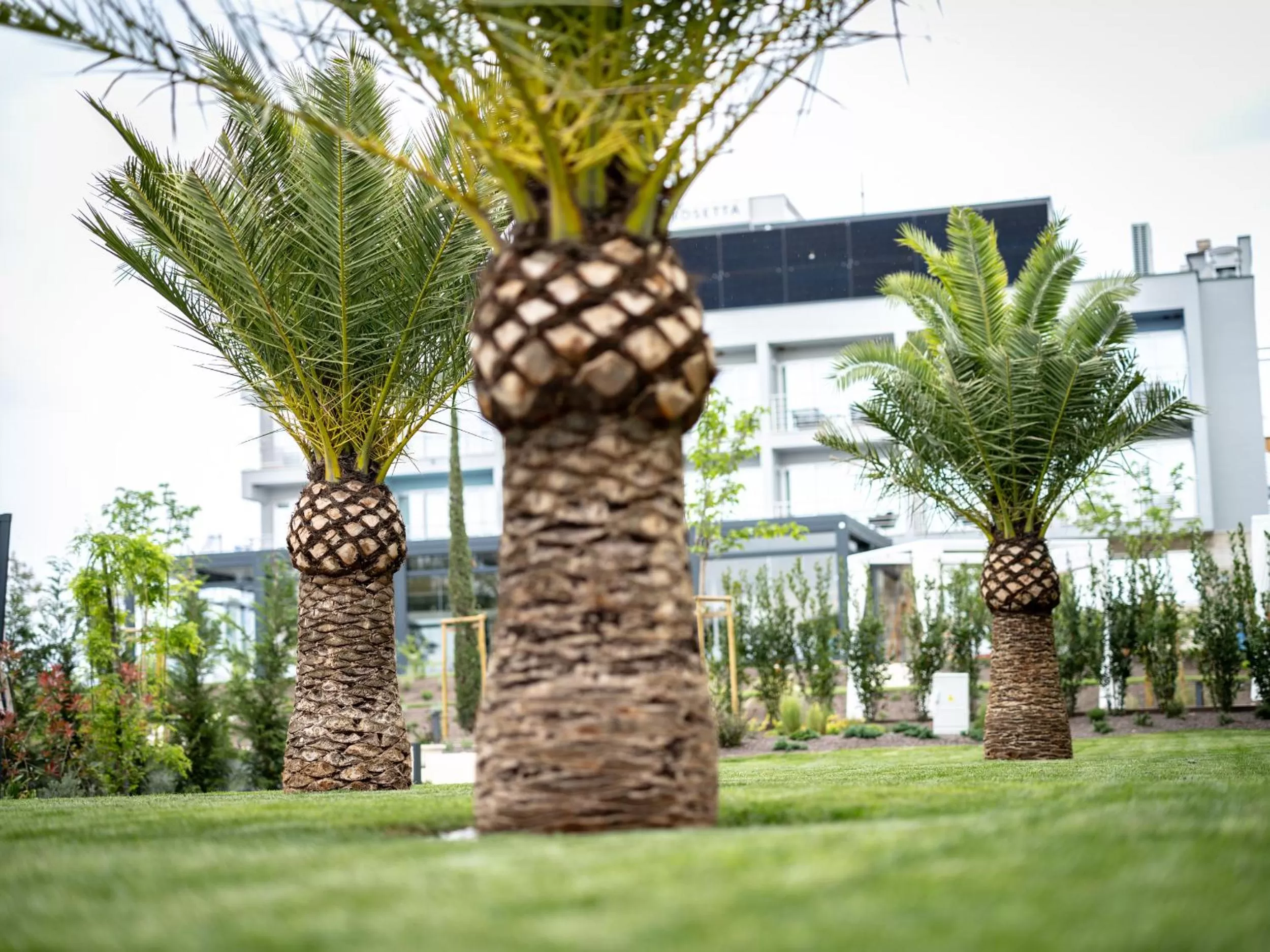 Garden in Hotel Villa Rosetta