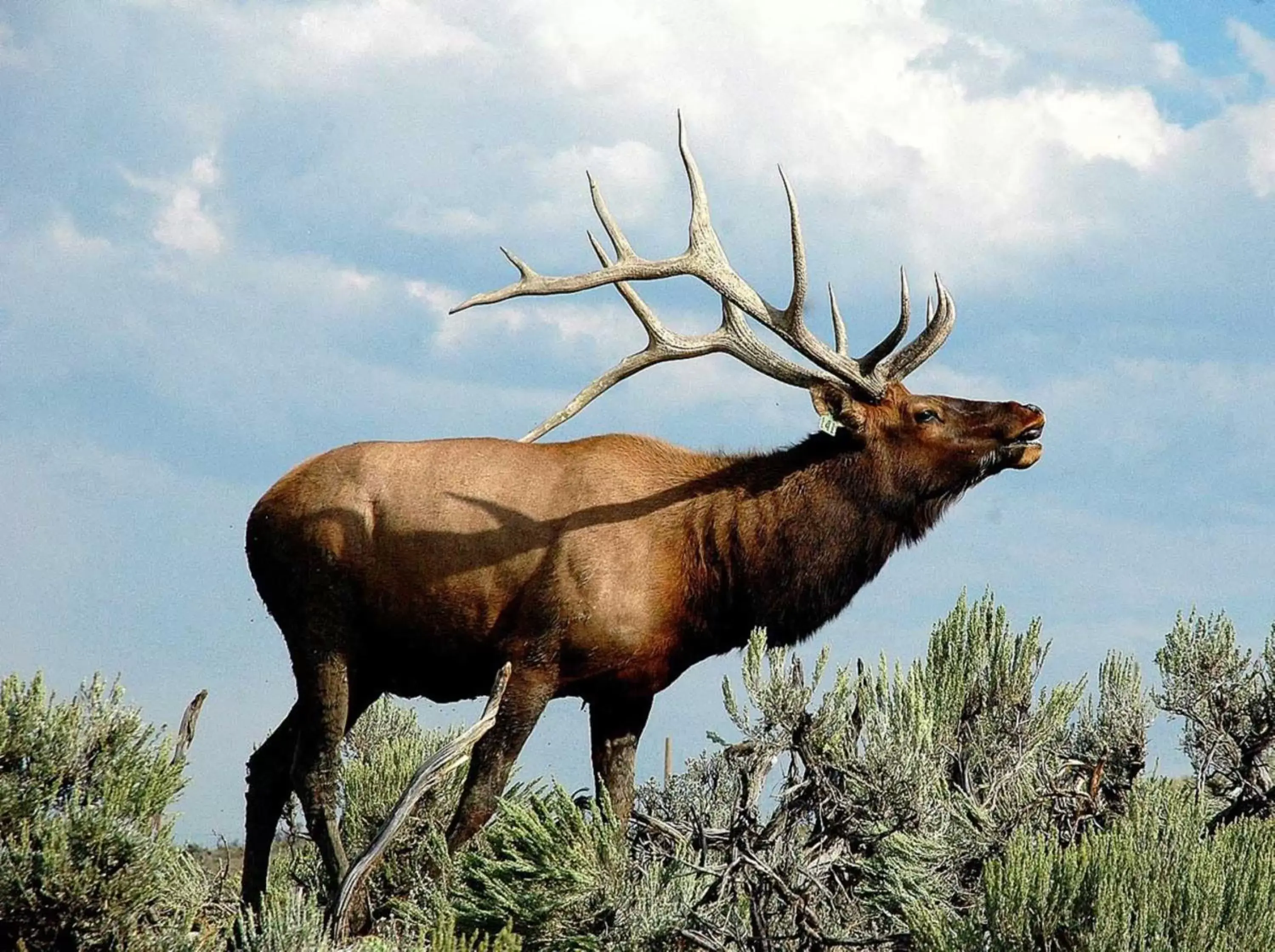 Nearby landmark, Other Animals in Candlewood Suites Craig-Northwest, an IHG Hotel