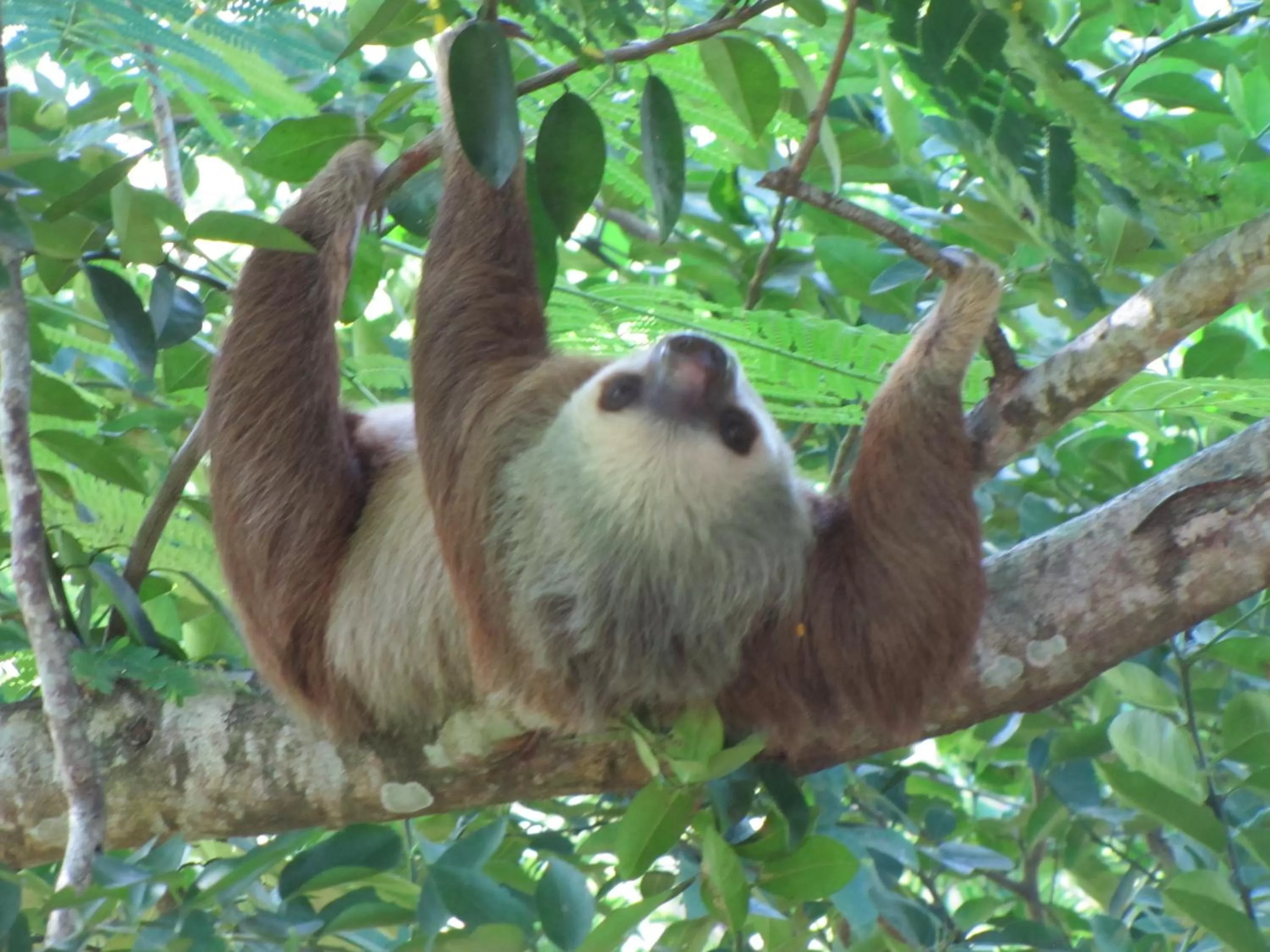 Animals, Other Animals in Turtle Beach House