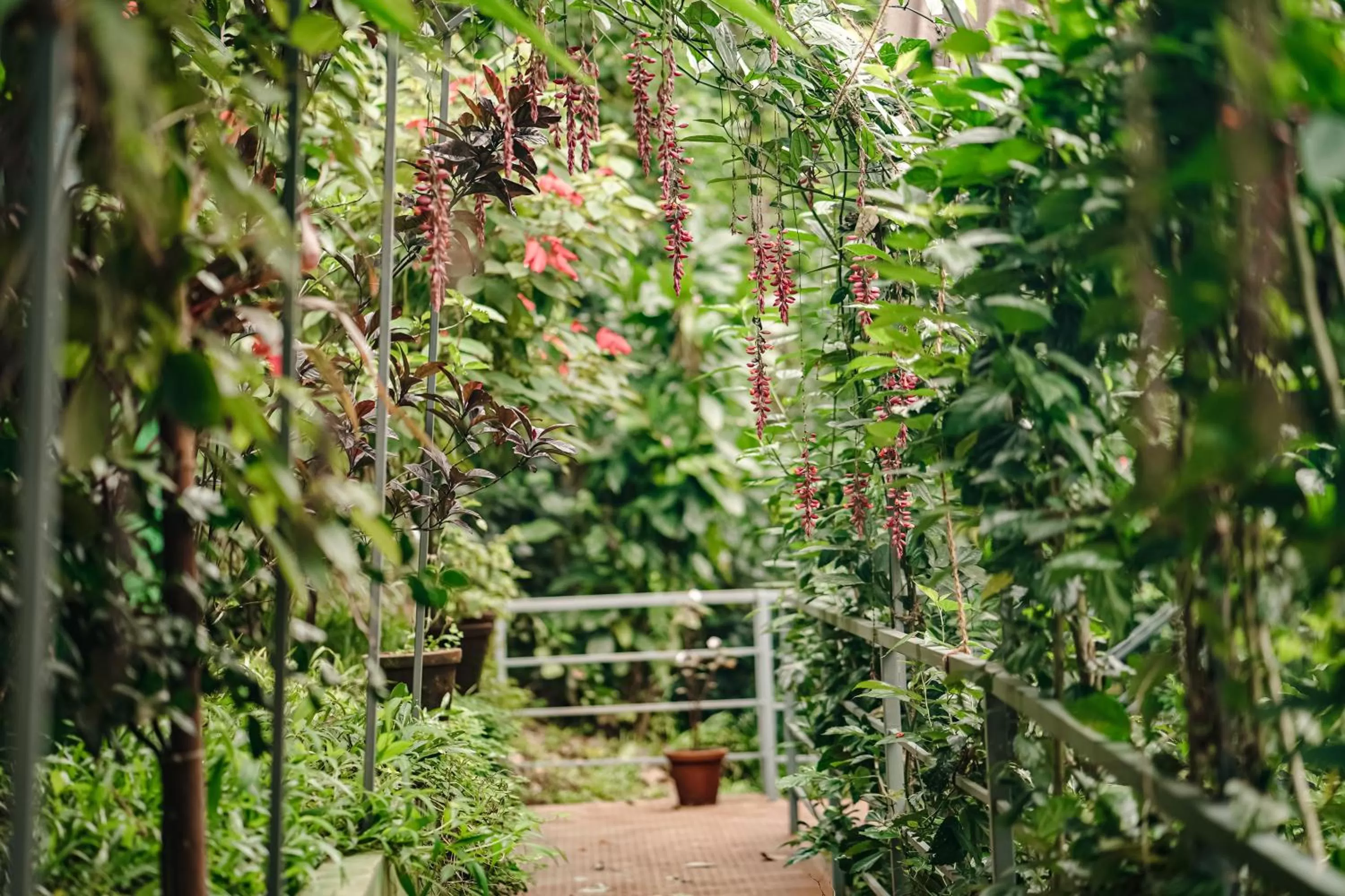 Garden in Edens Munnar