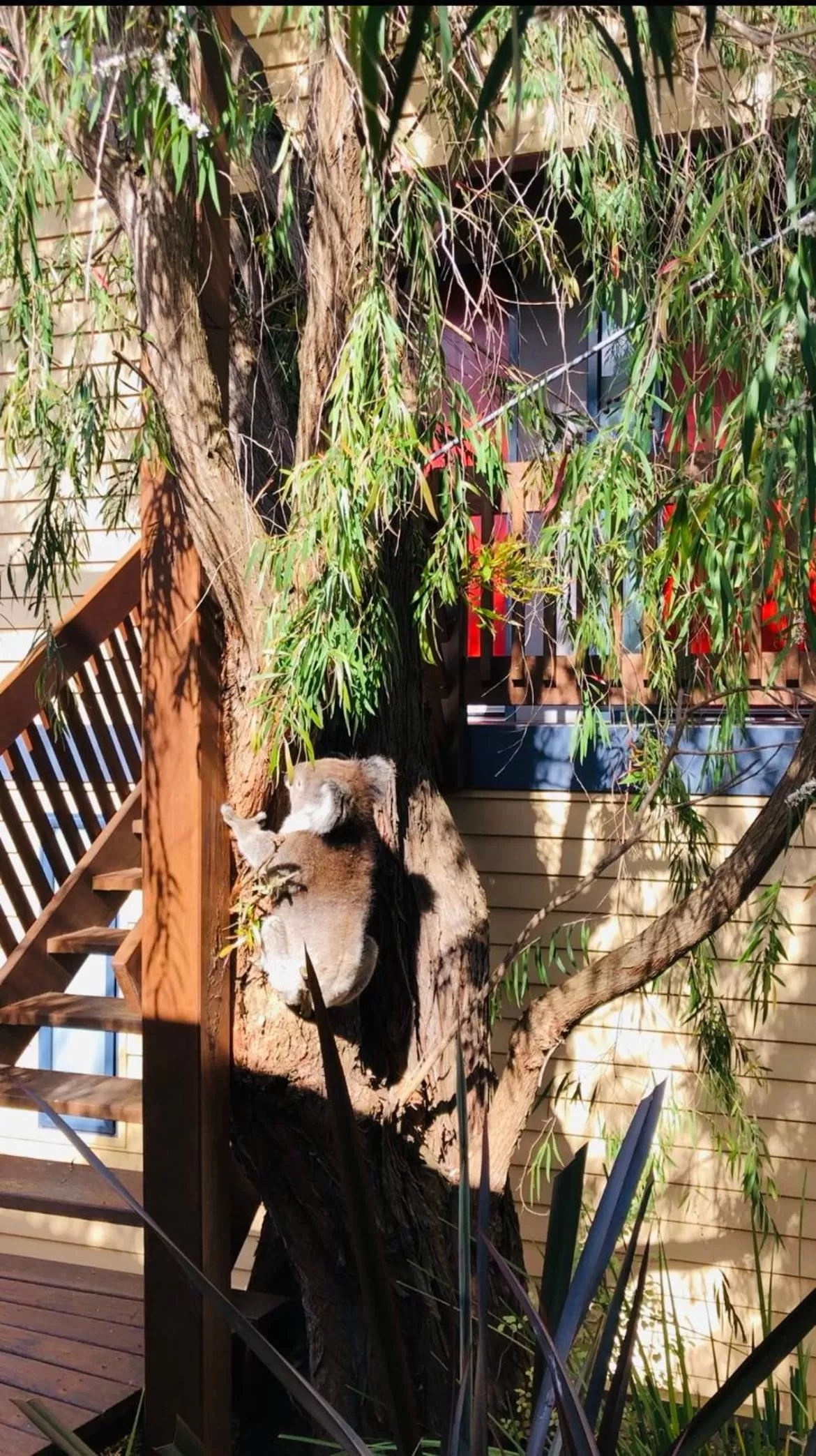 Animals in Sandpiper Motel Apollo Bay