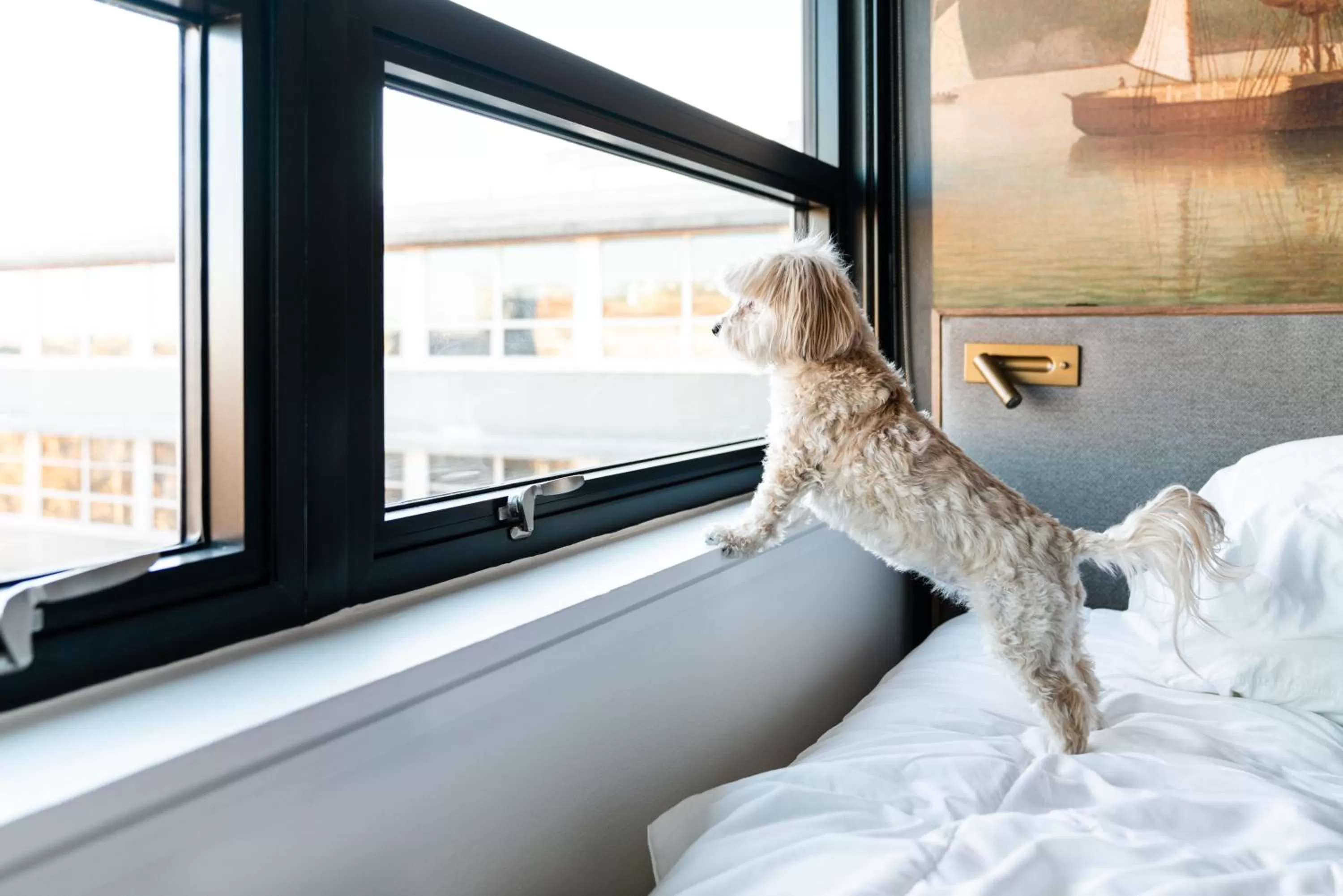 Pets, Bed in The Revolution Hotel