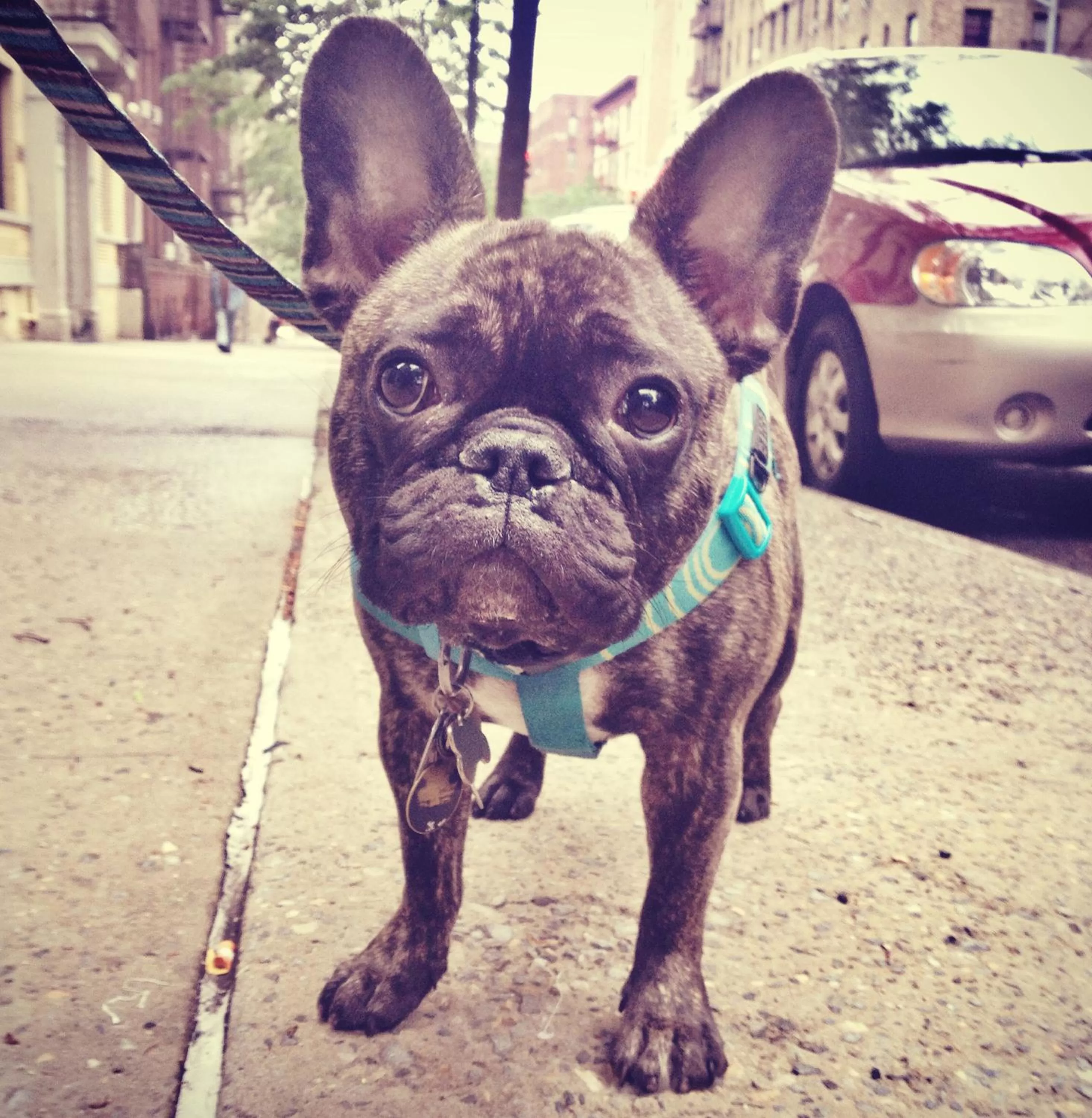Pets in Hyatt Centric Downtown Portland