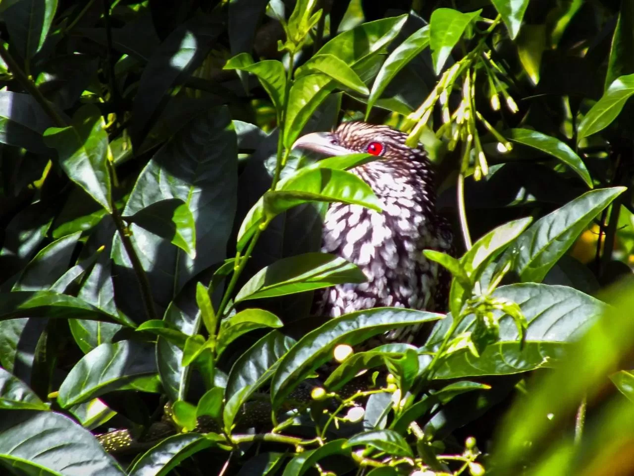 Animals in Blue Ribbon Homestay