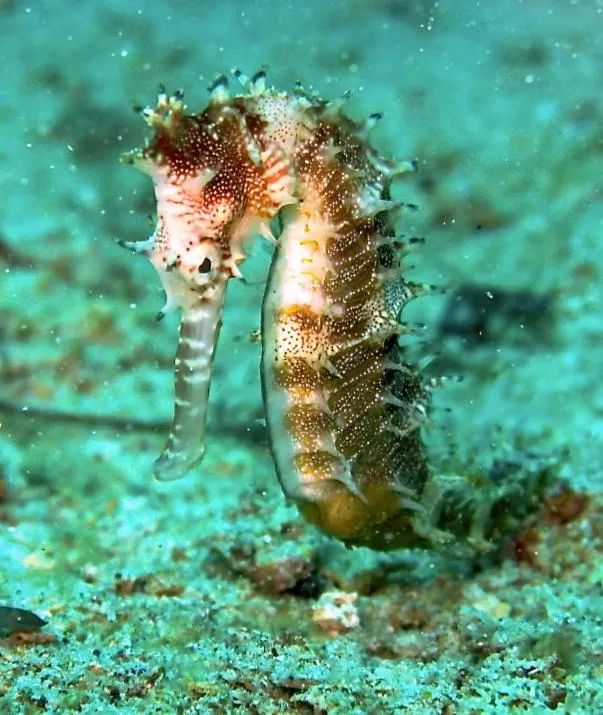 Diving in Punta Bulata White Beach Resort & Spa