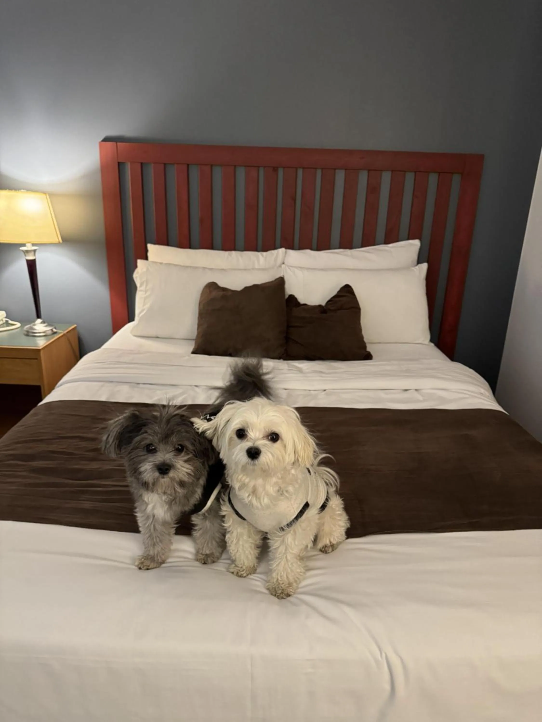 Bed in Divya Sutra Plaza and Conference Centre, Vernon, BC