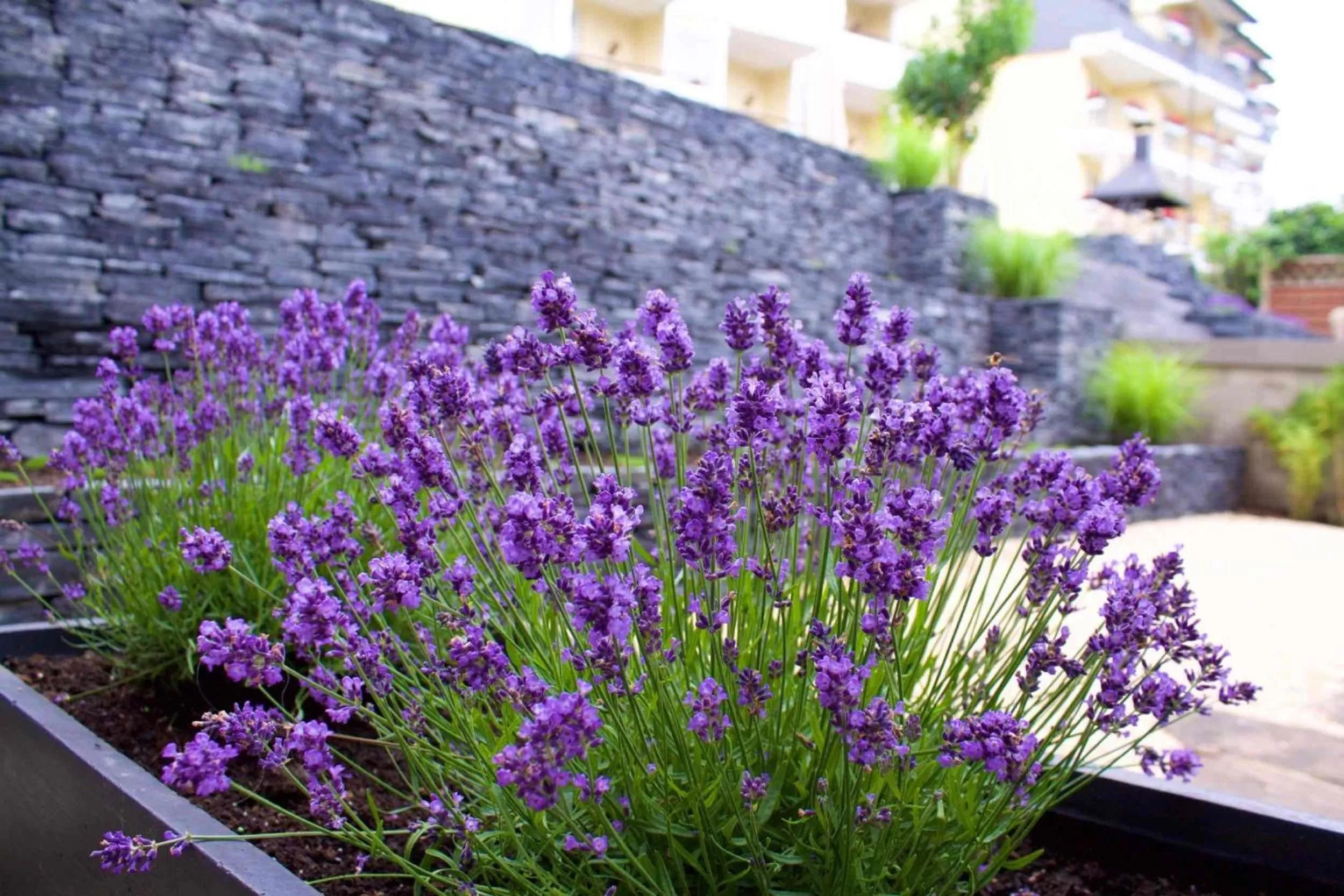 Garden in Moselromantik Hotel Kessler Meyer
