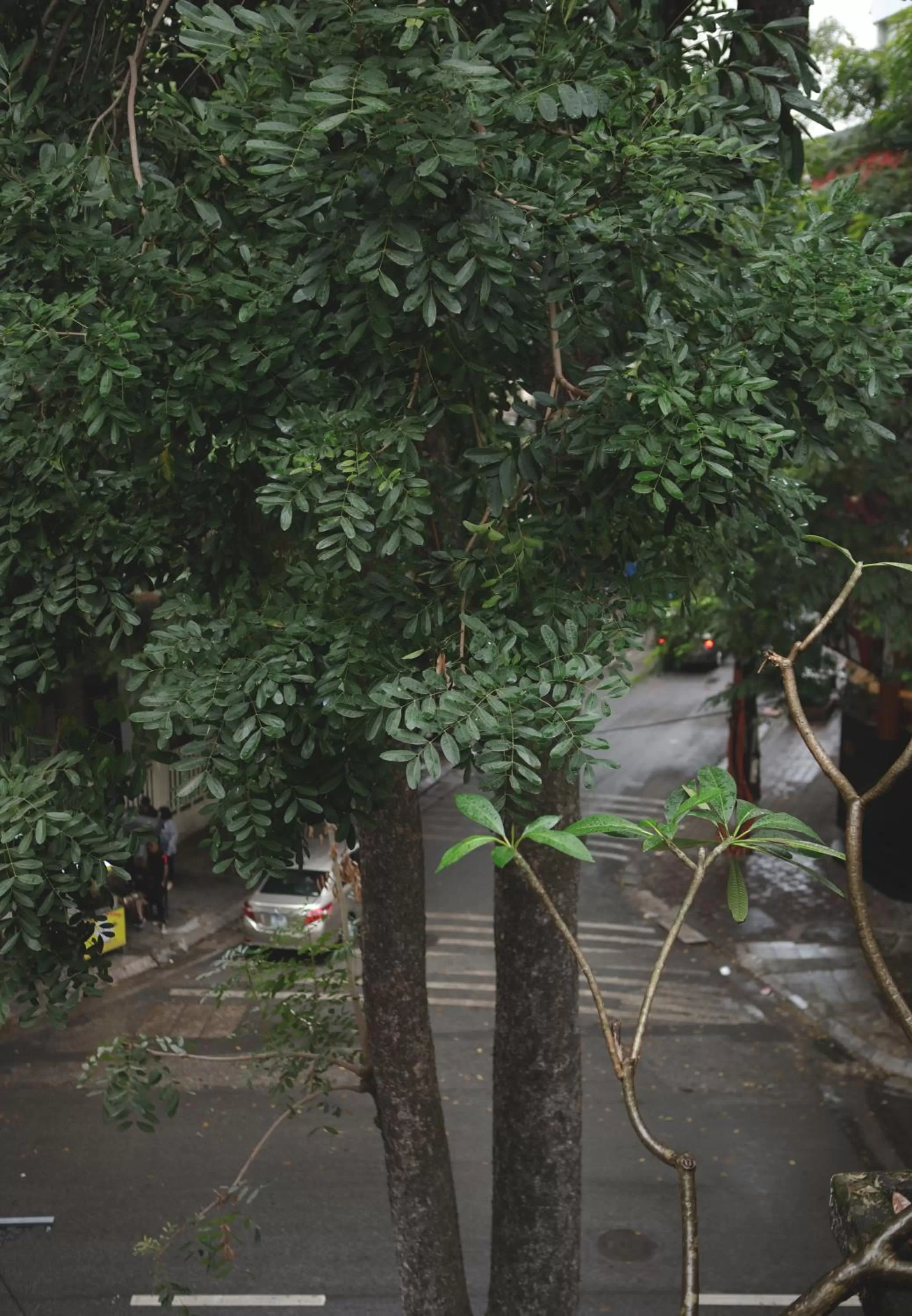Garden, Pool View in The First Ba Trieu