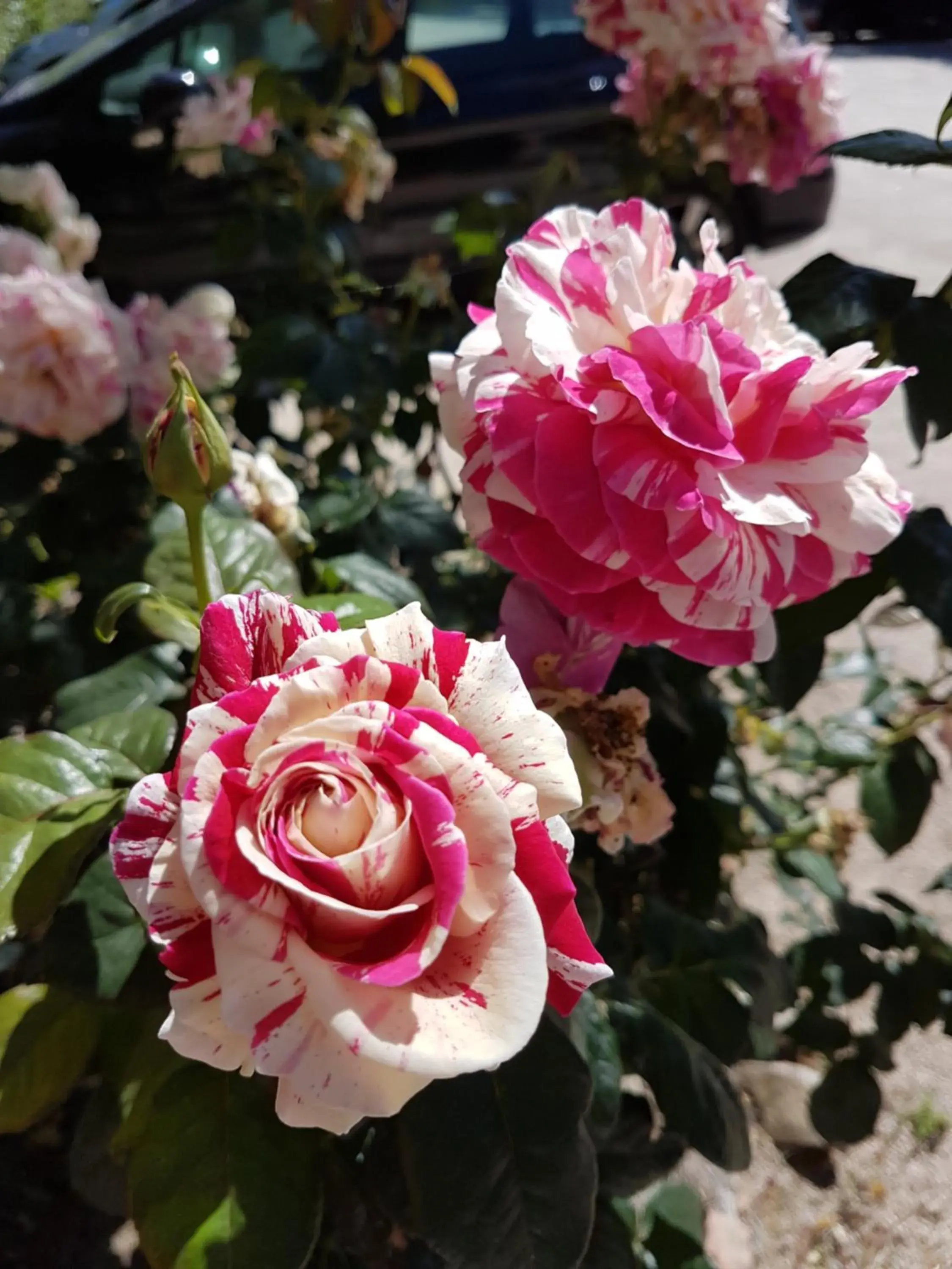 Garden in Hotel Restaurant la Ferme