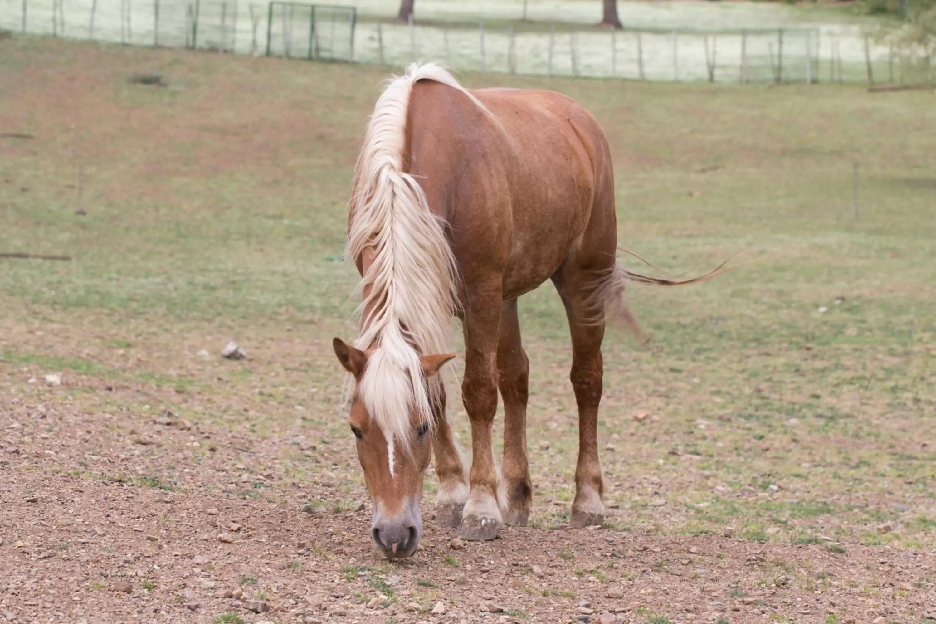 Horse-riding, Other Animals in Sotto Il Cielo Hotel