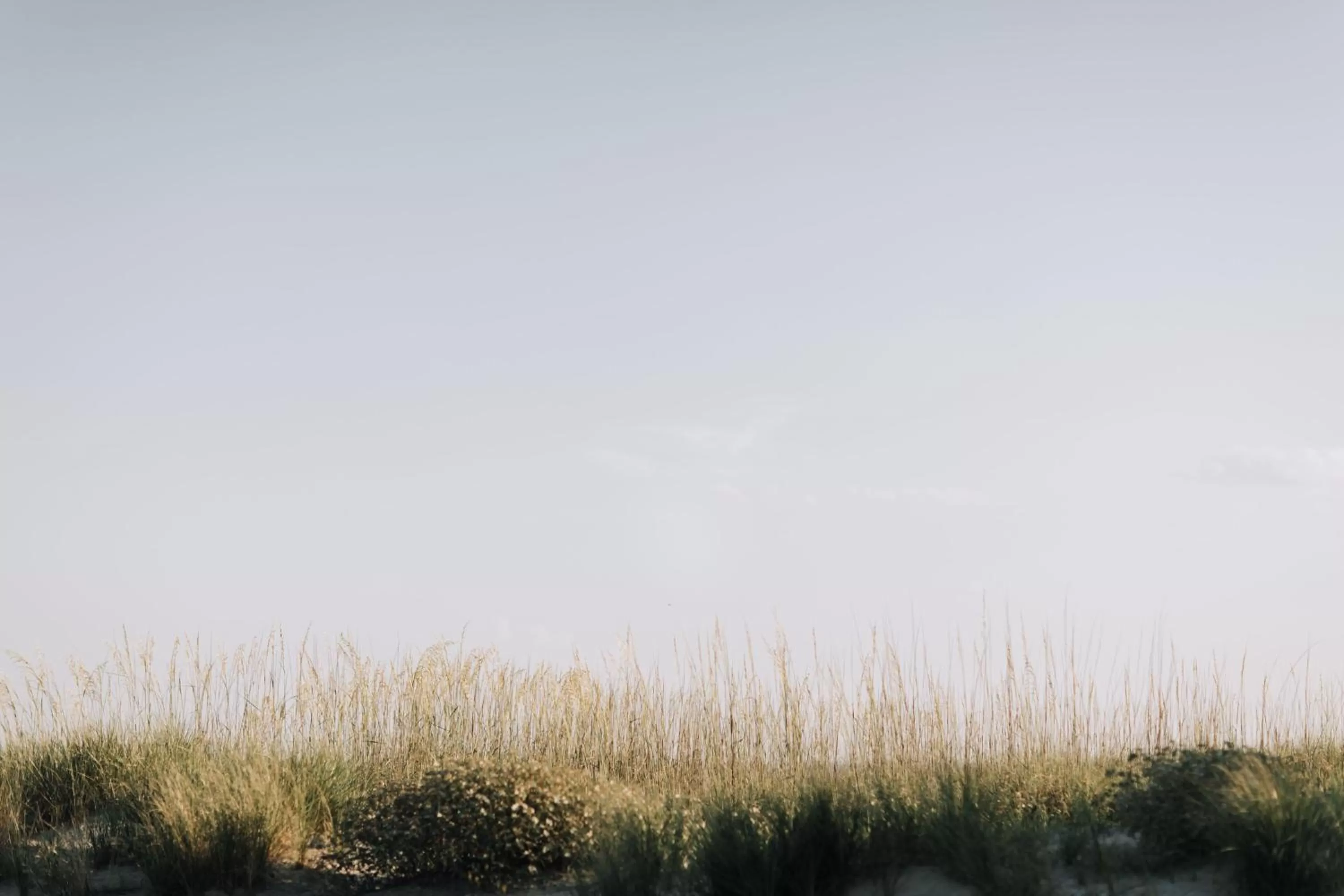 Natural landscape in Beach House Resort Hilton Head Island