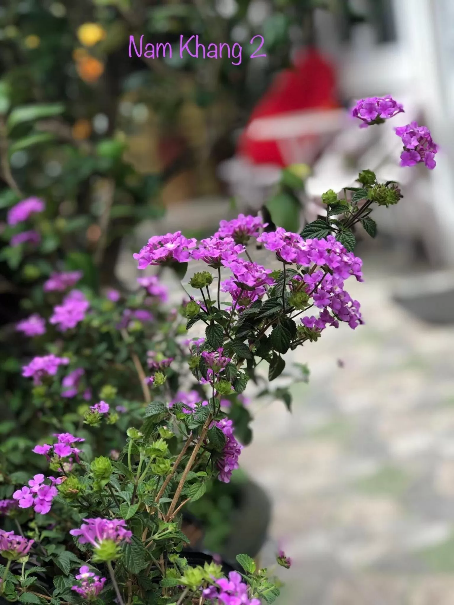 Garden in Villa - Hotel Nam Khang 2 Dalat