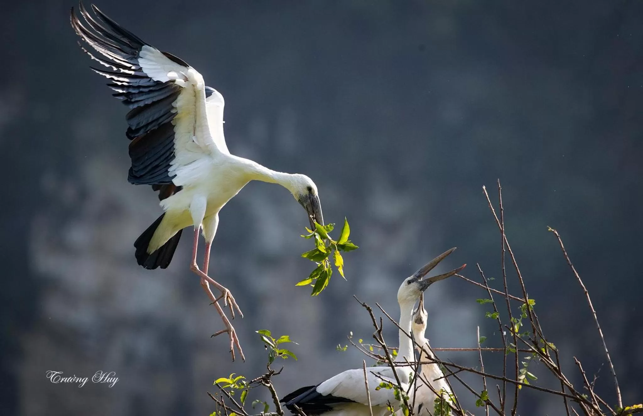 Animals in Thung Nham Resort