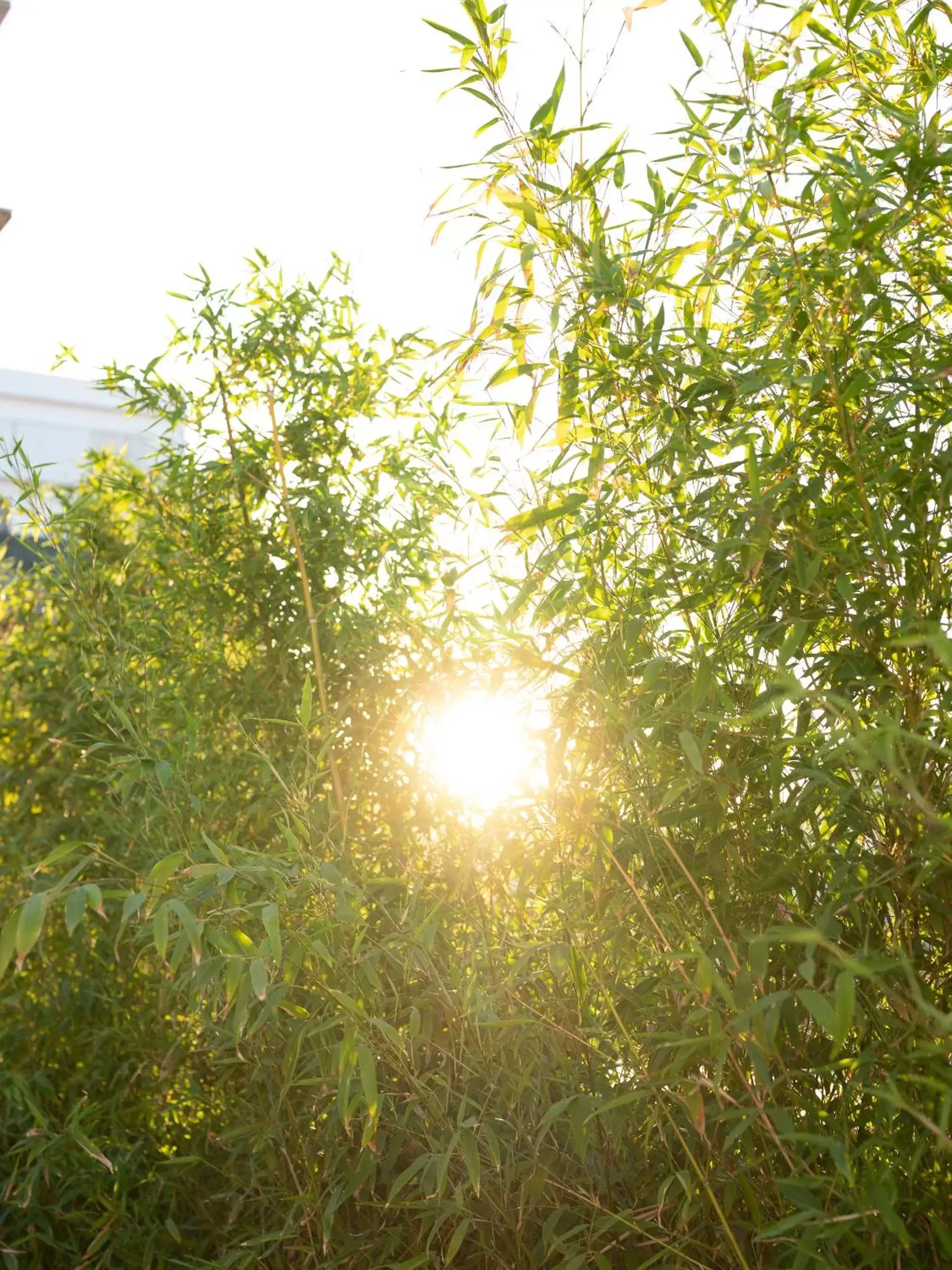 Garden, Sunrise/Sunset in Imago Plus Hotel