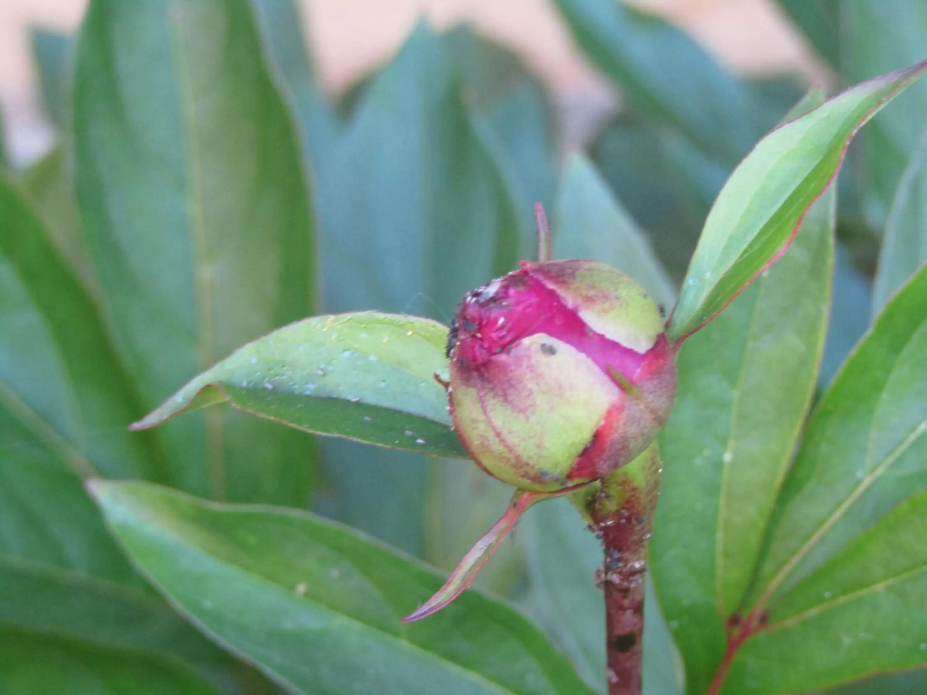 Garden in Hotel und Gasthof Ritter St. Georg