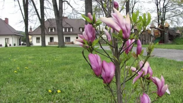 Gościniec Dworski w Ropie - Pokoje gościnne