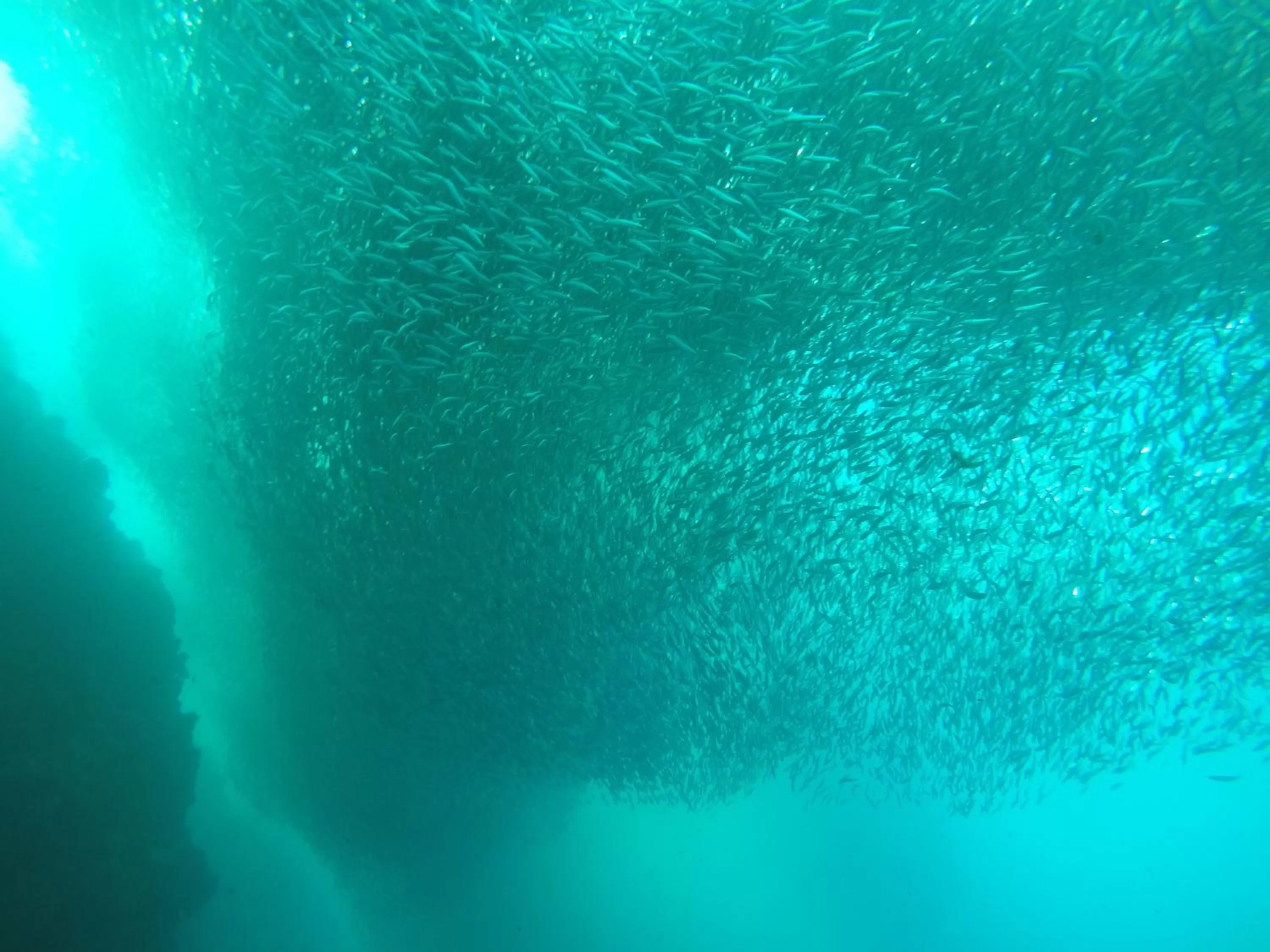 Snorkeling, Swimming Pool in West Coast Beach House