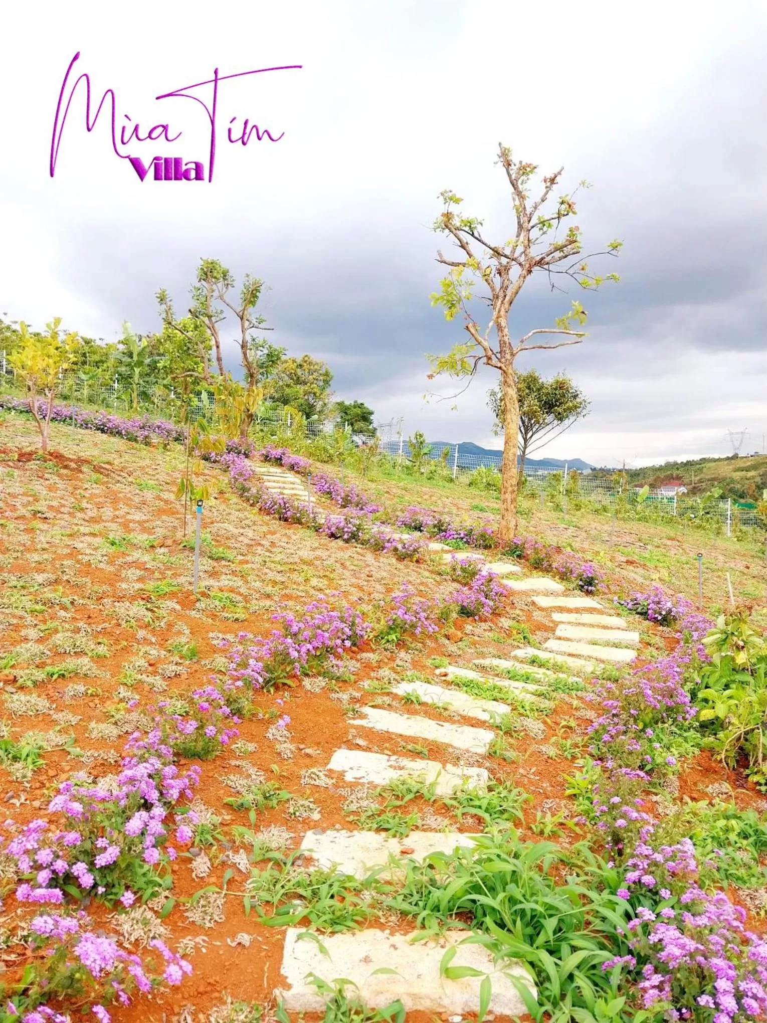 Spring in Mùa Tím Villa