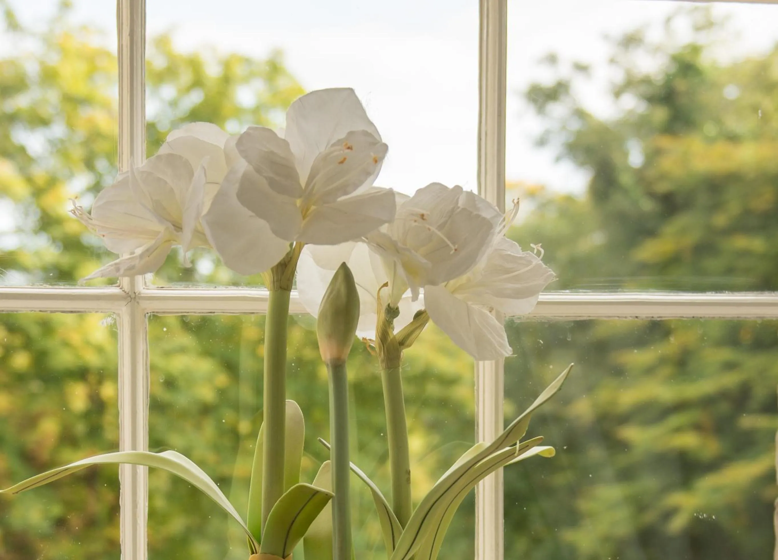 View (from property/room) in Bankton House