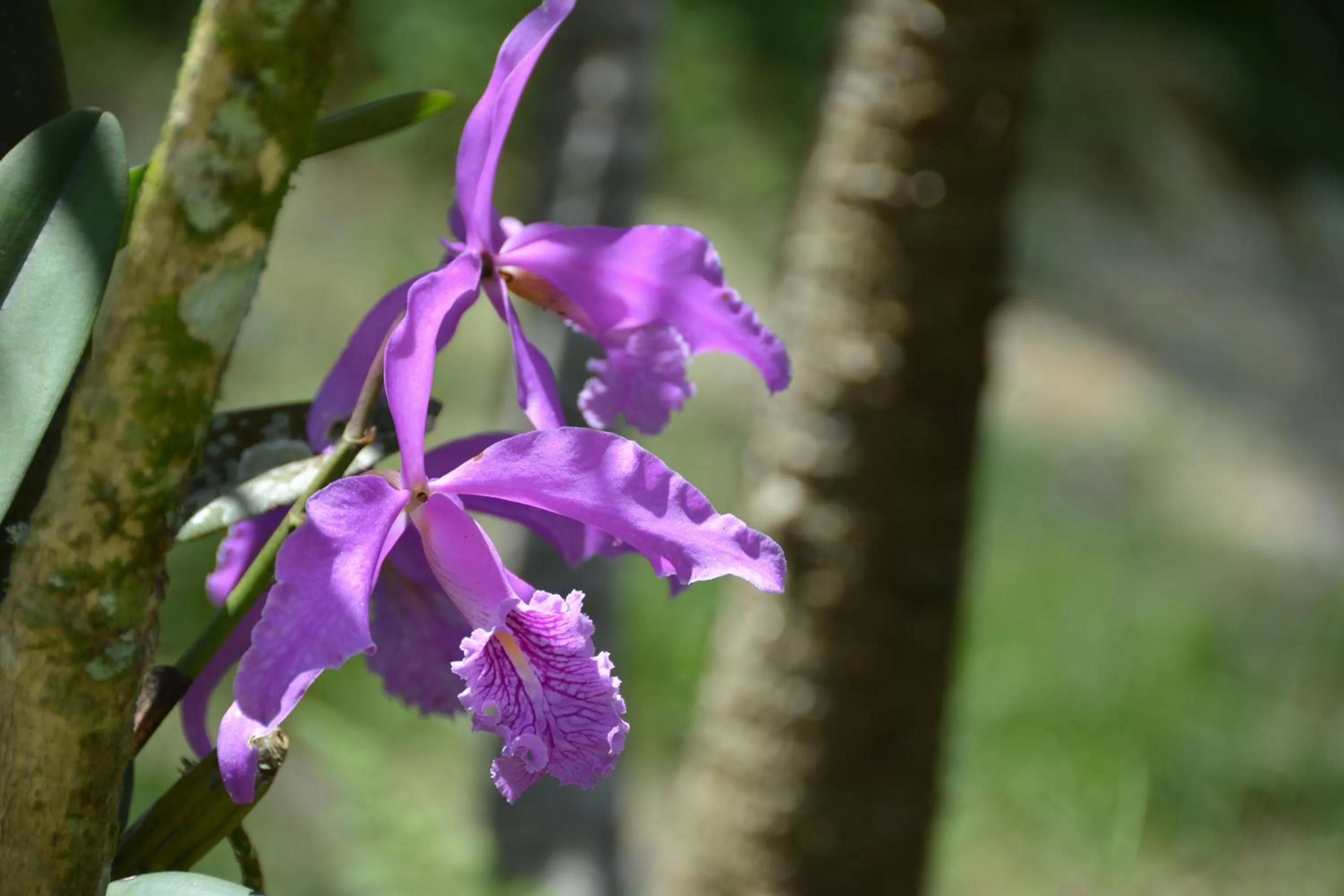 Garden in Hosteria Florecer