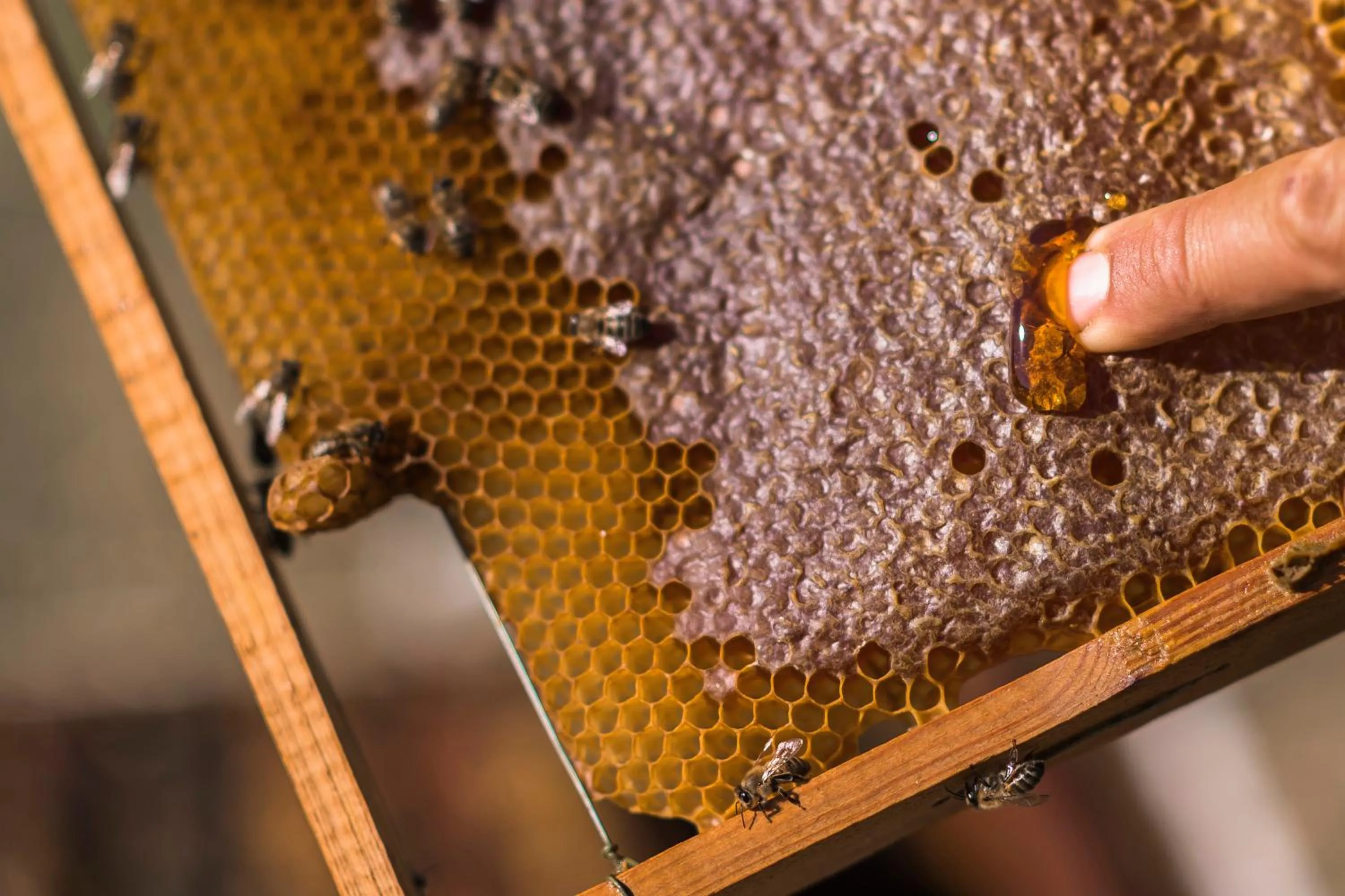 Breakfast in Sperveri Boutique Hotel