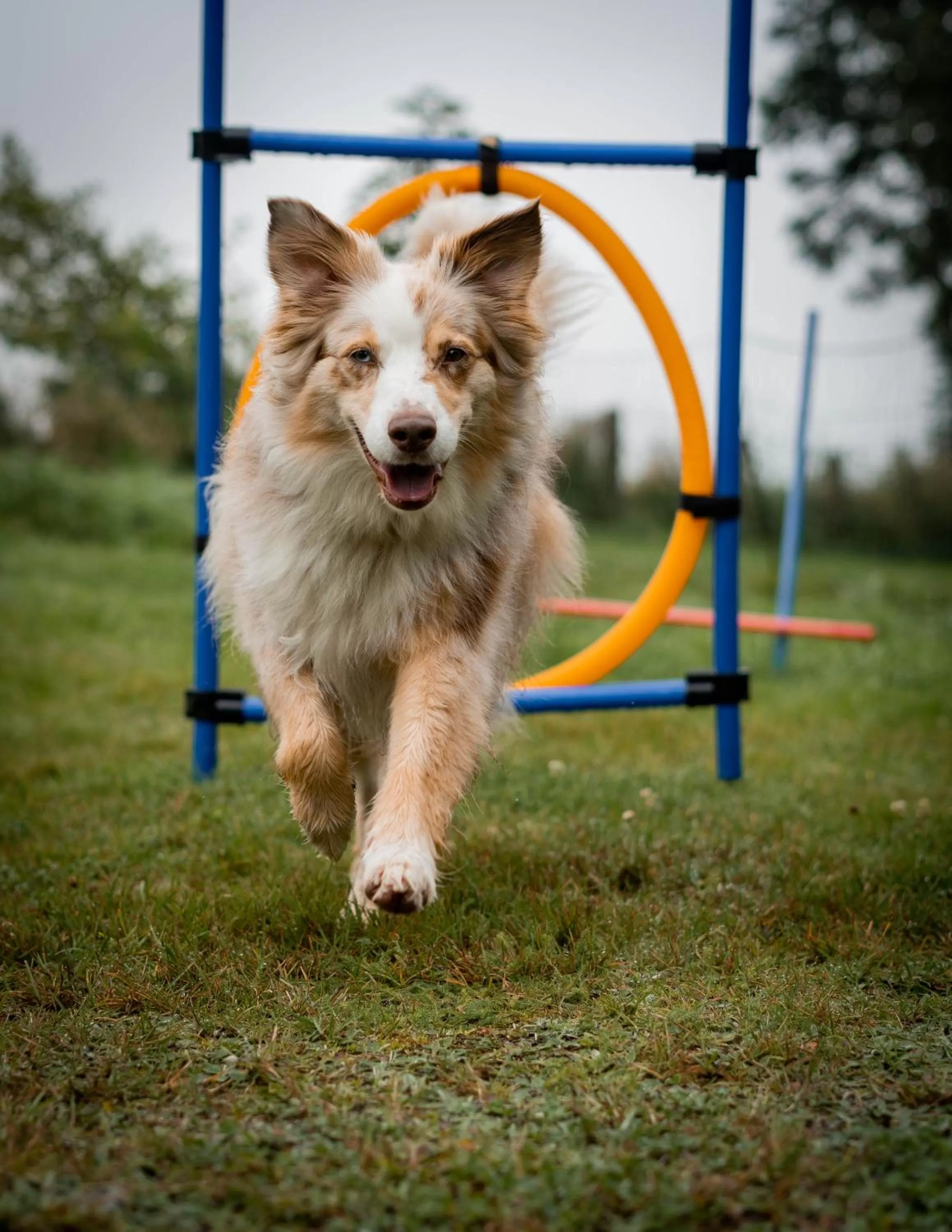 Pets in Berghotel Steiger - Erzgebirge
