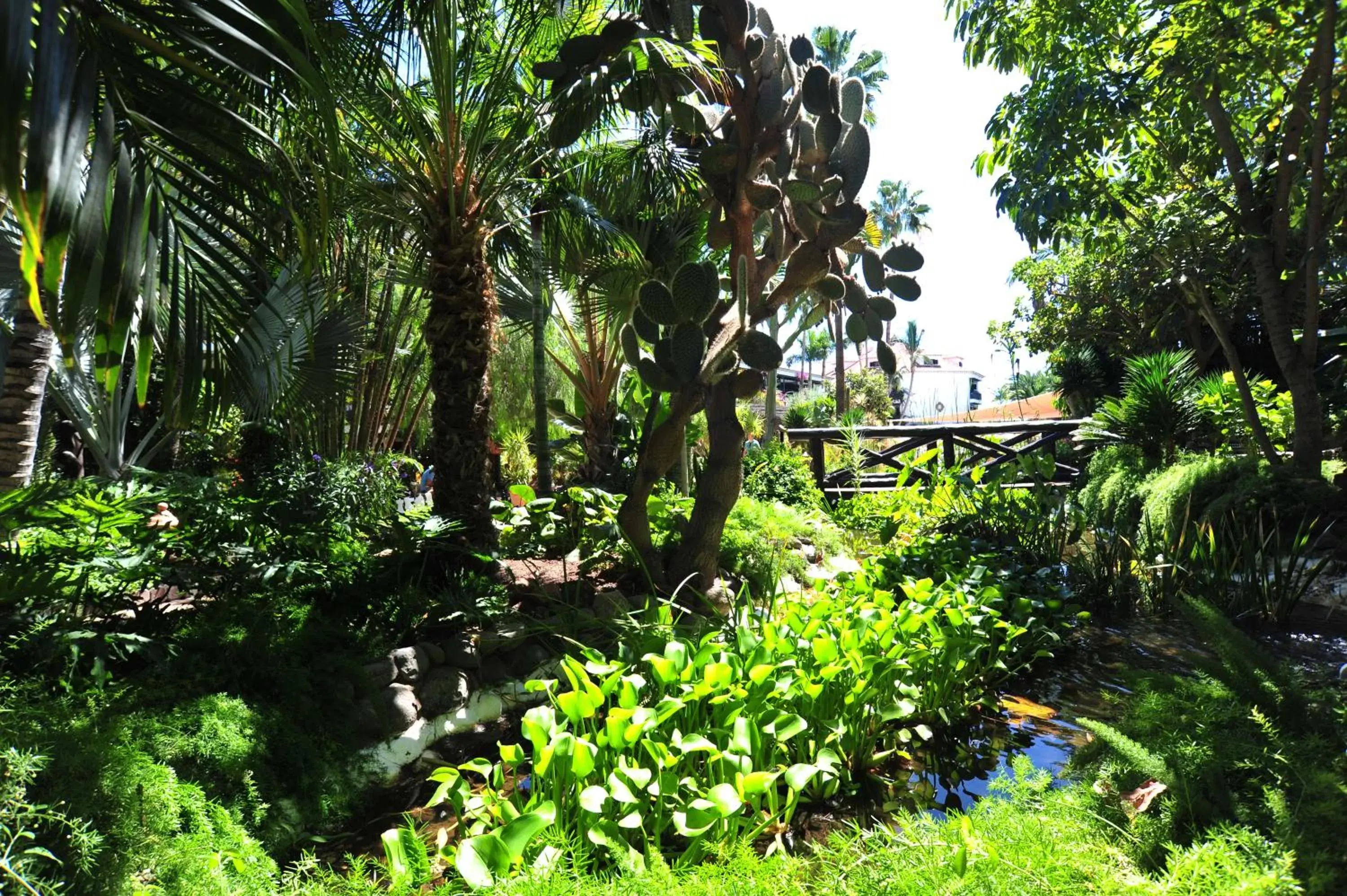 Garden in Hotel Parque Tropical