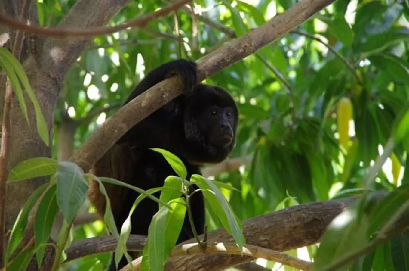 Garden, Other Animals in Villas Macondo