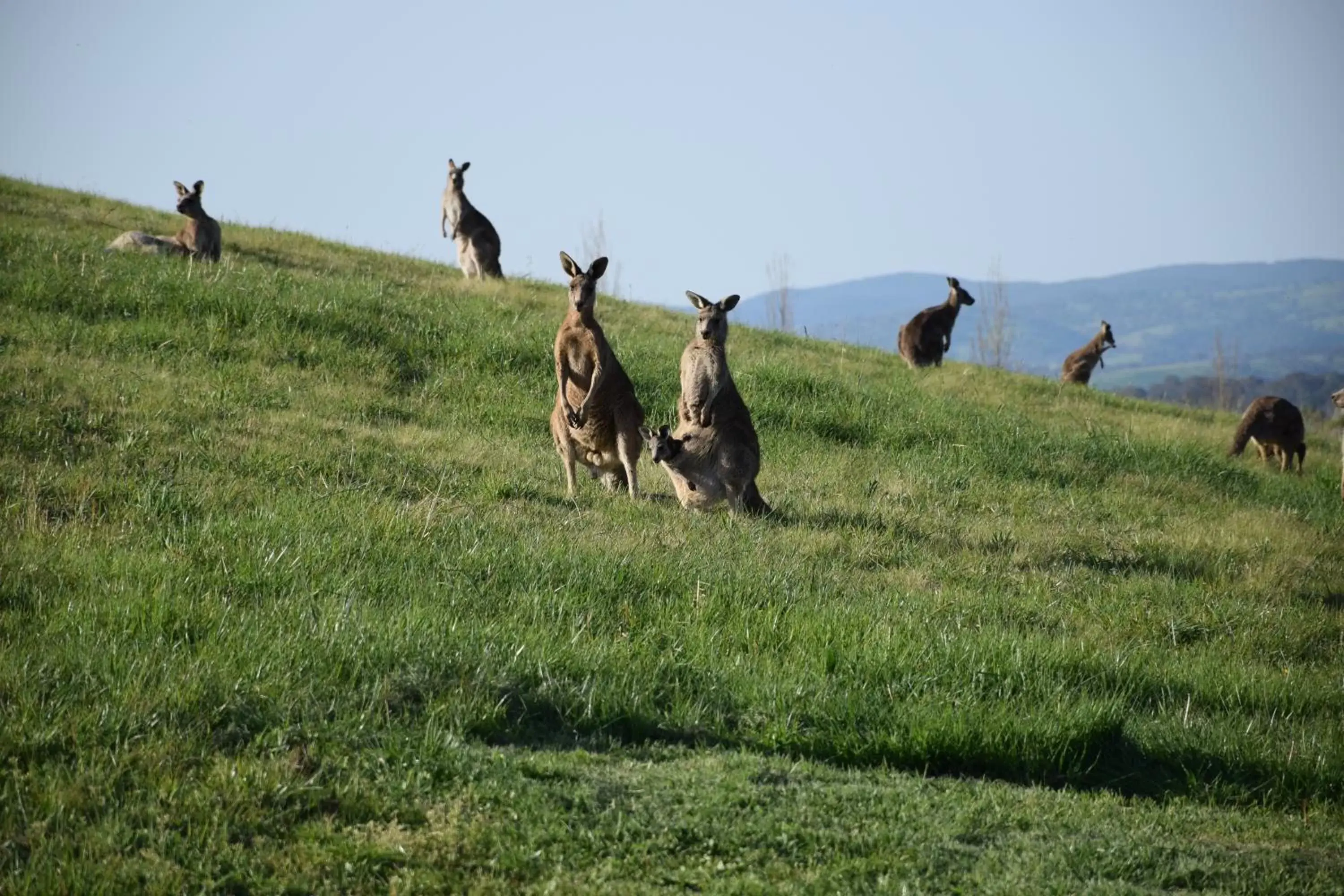 Animals, Guests in Borrodell Vineyard