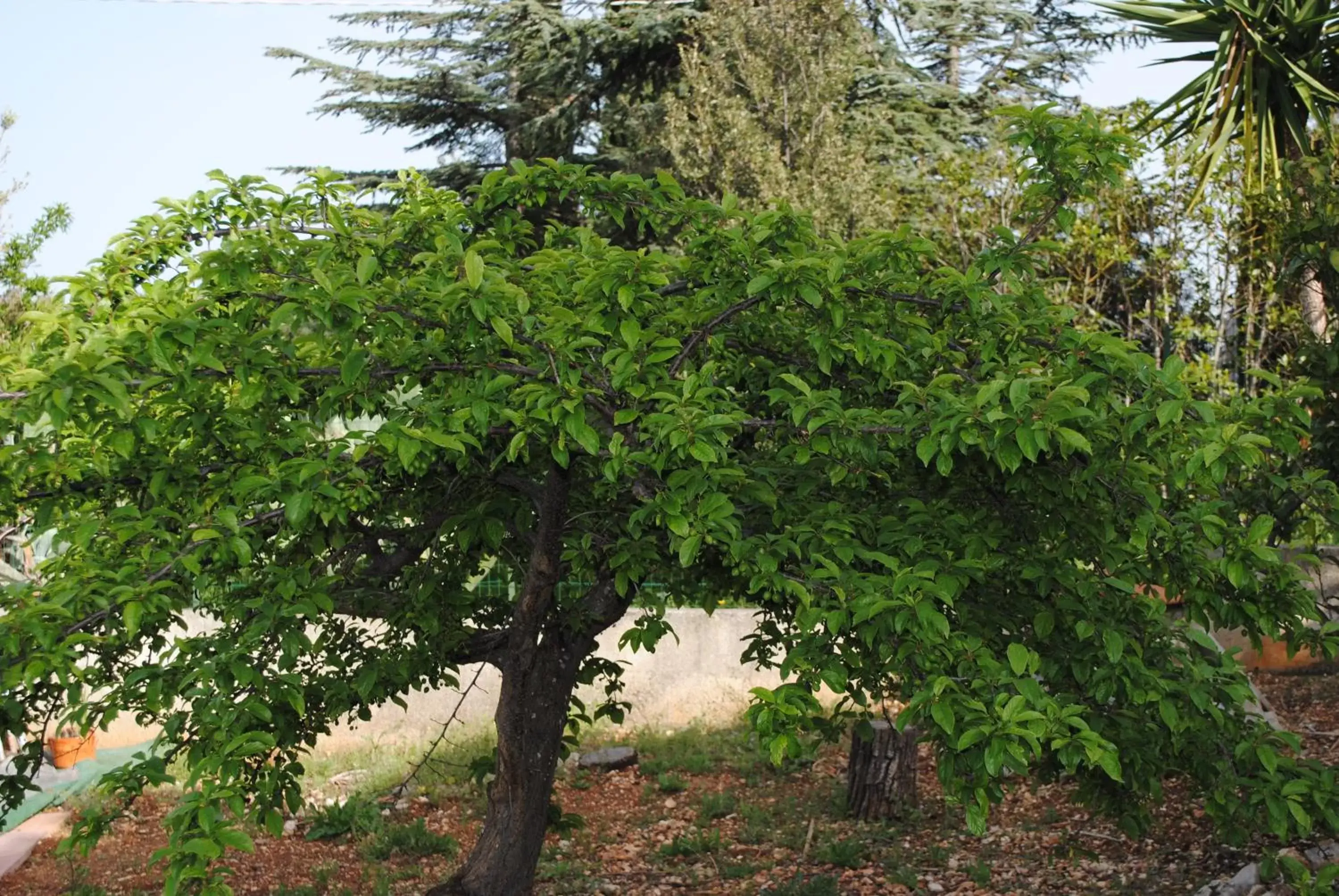 Garden in Le Dimore Del Sarto rooms