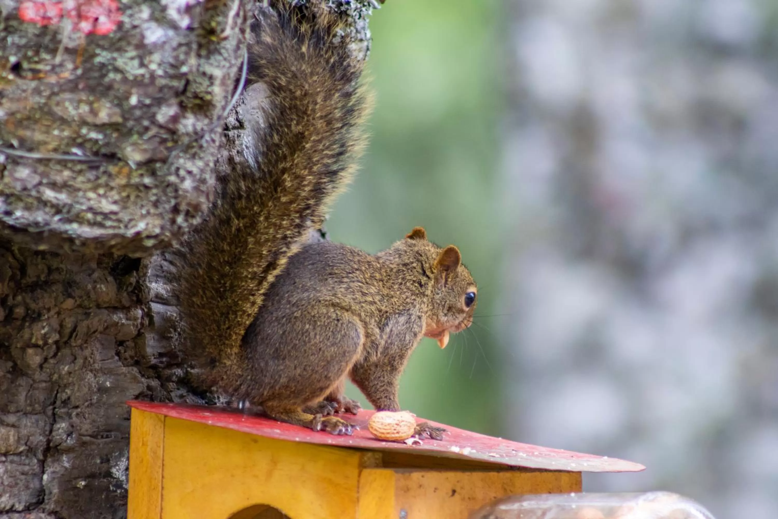 Garden in Green Village Hotel