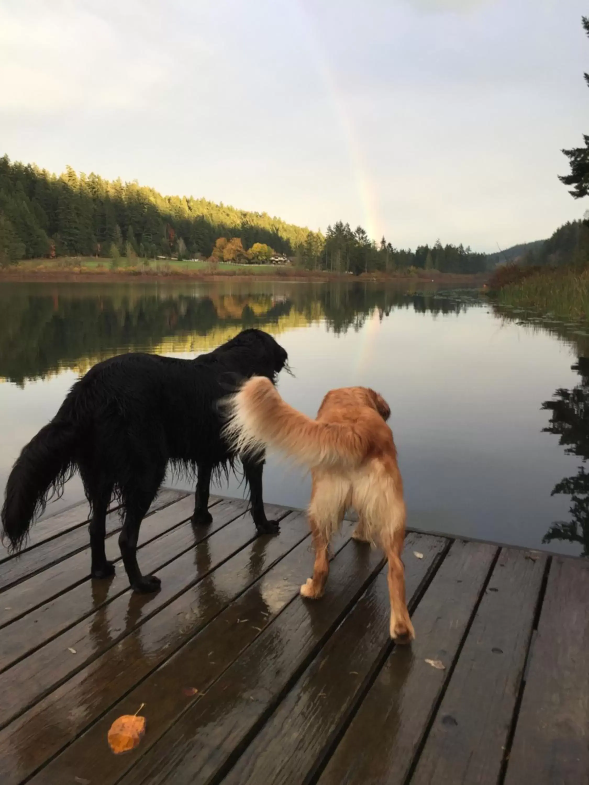 Pets in Cusheon Lake Resort