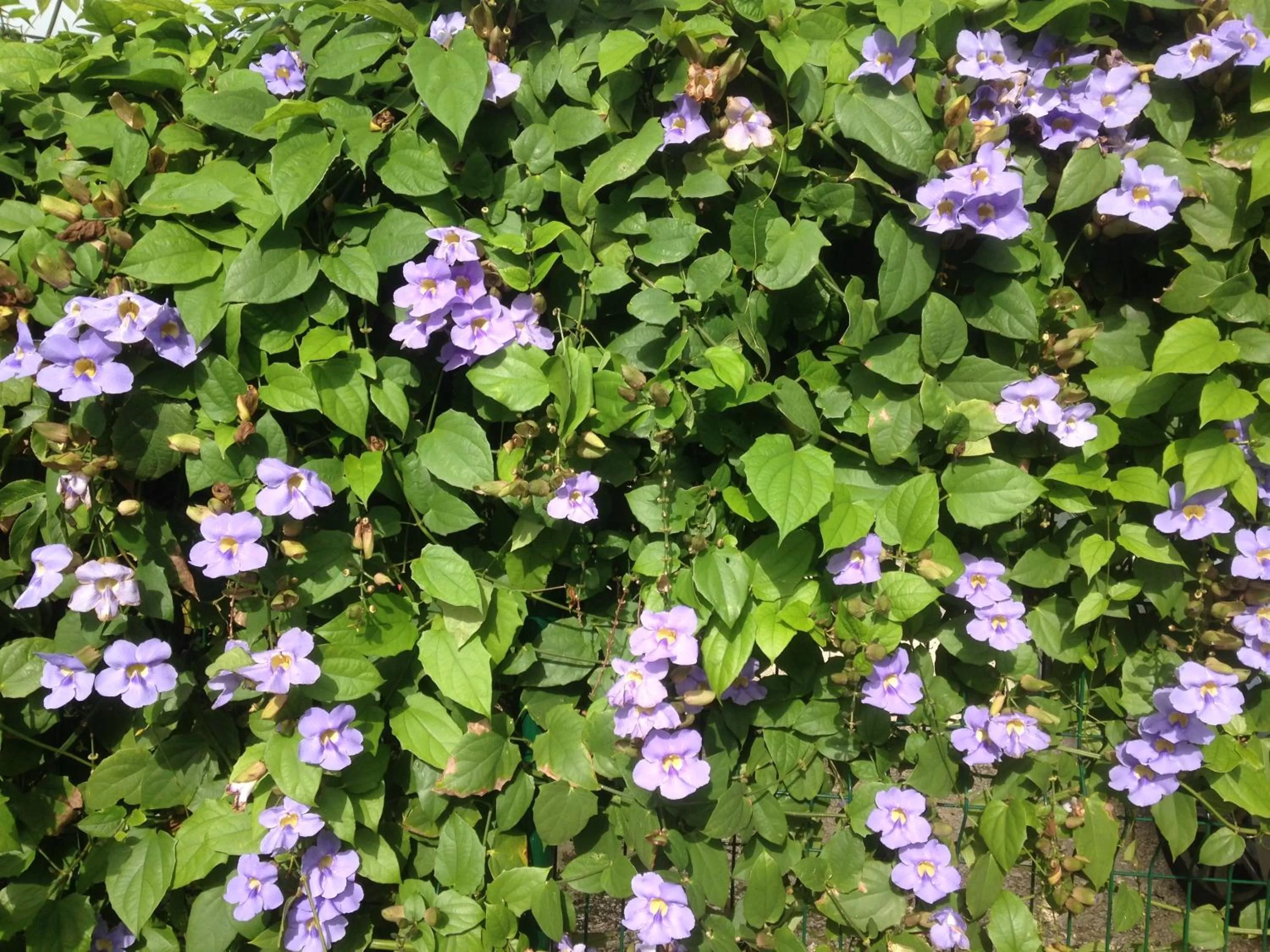 Garden in Chambre d'hôte Coeur-CoCo piscine